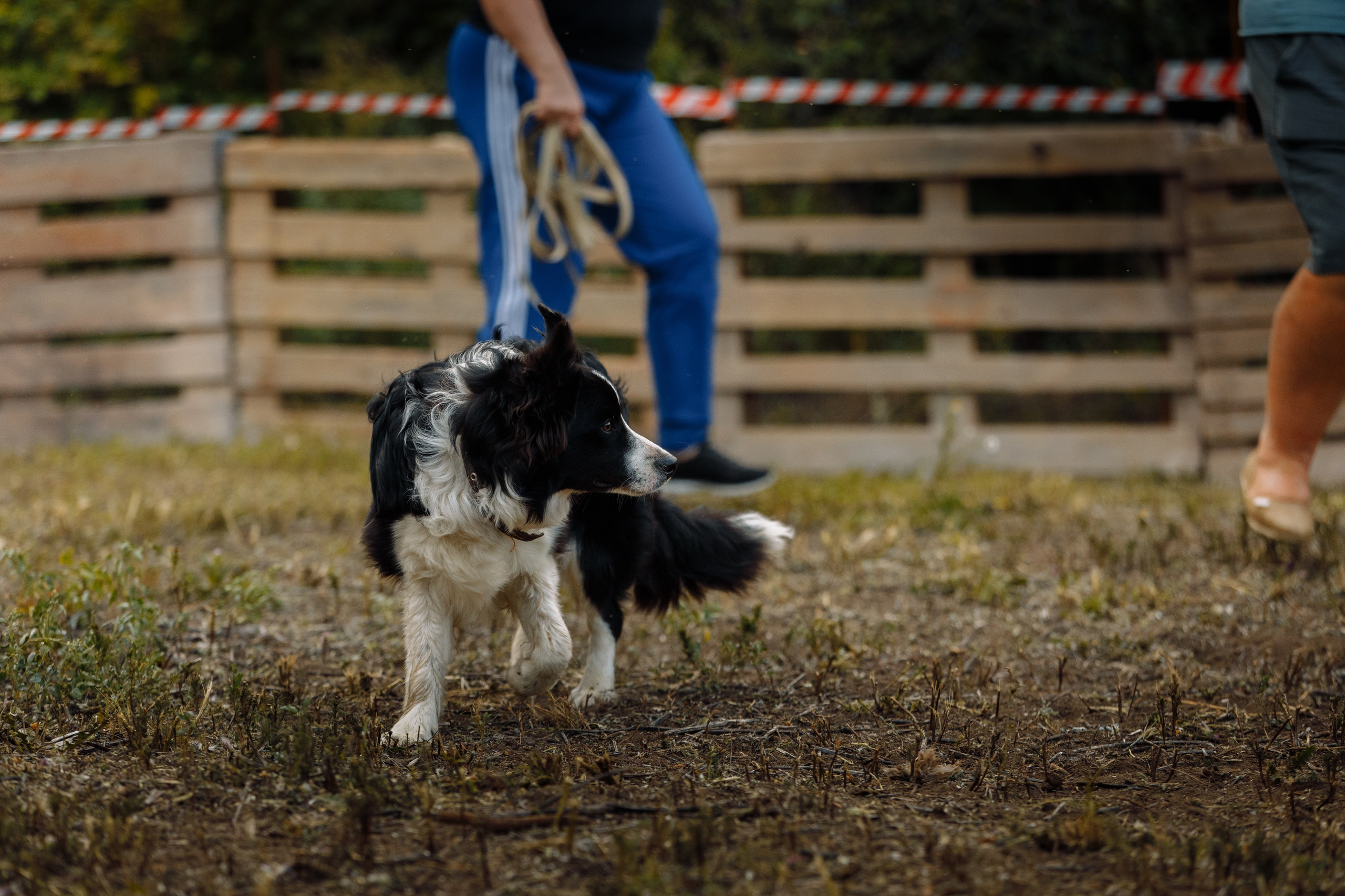 Овечий день. О нас