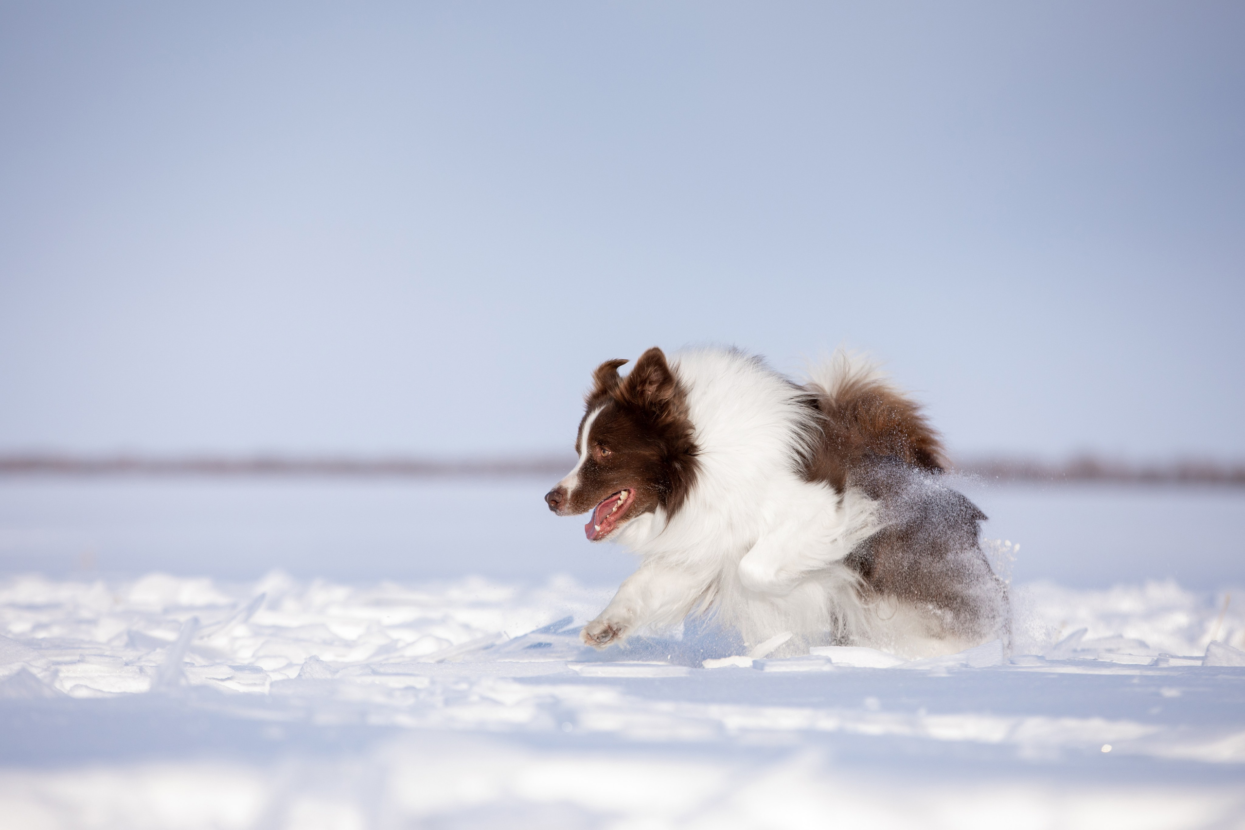 Мороз и солнце. О нас