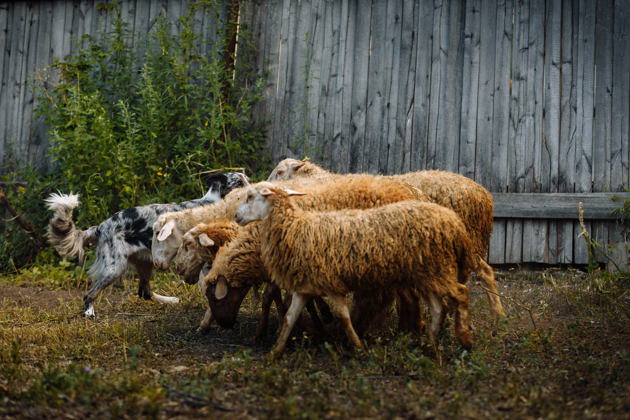 Овечий день. О нас