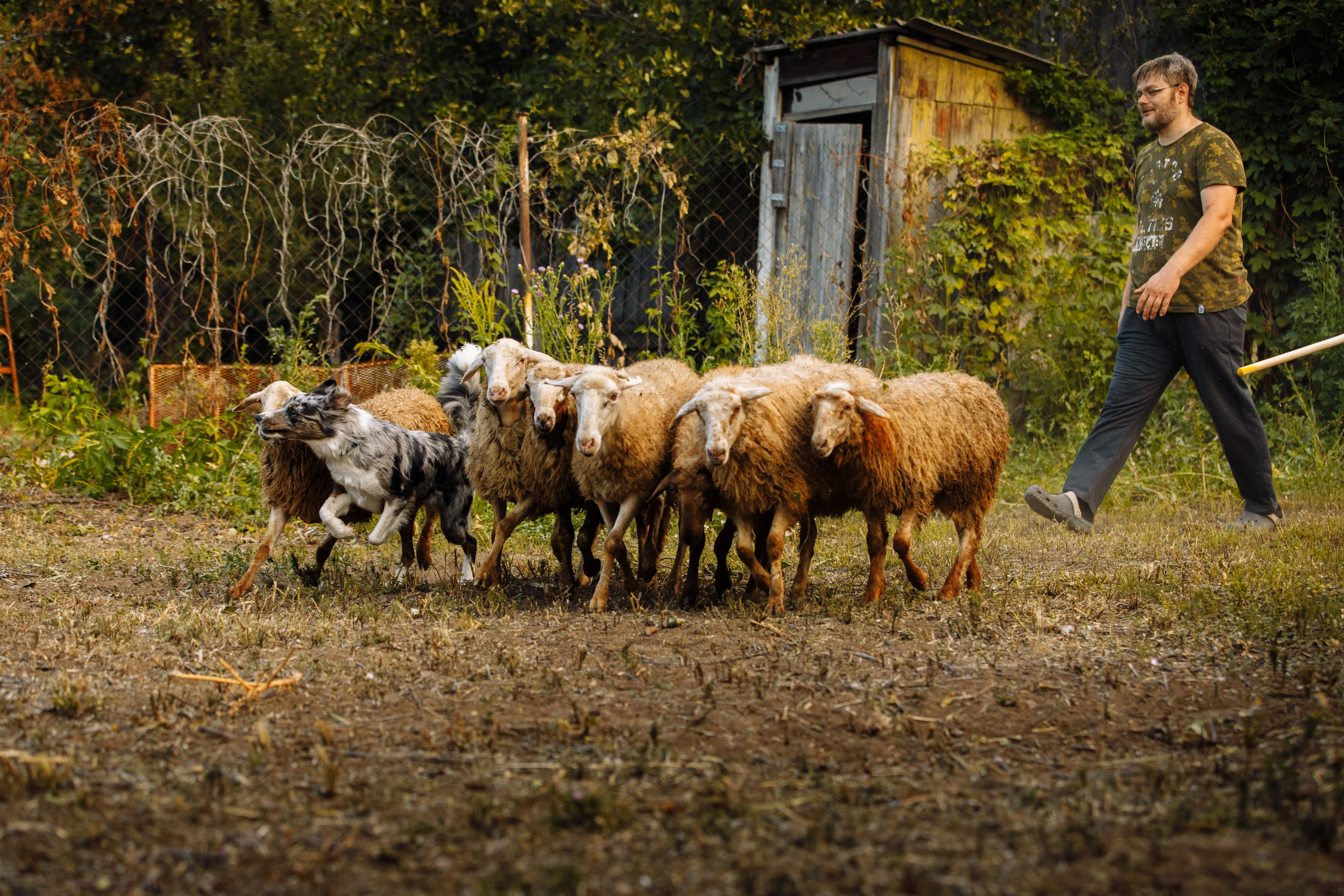 Овечий день. О нас