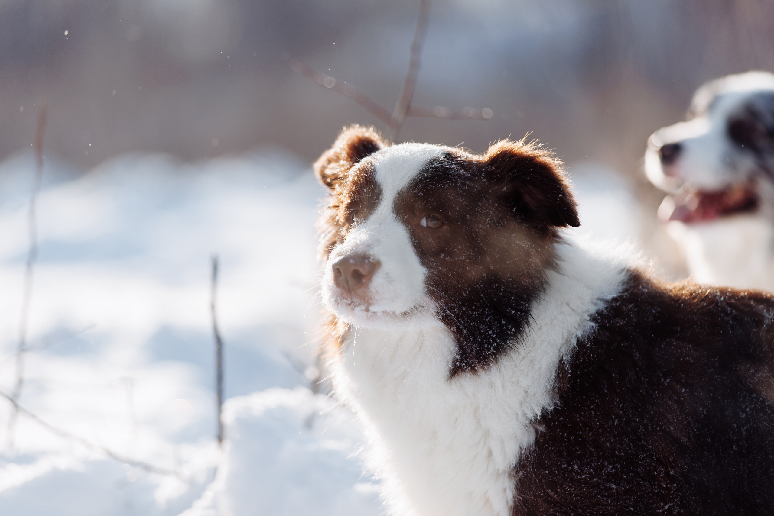 Яркий январь. О нас