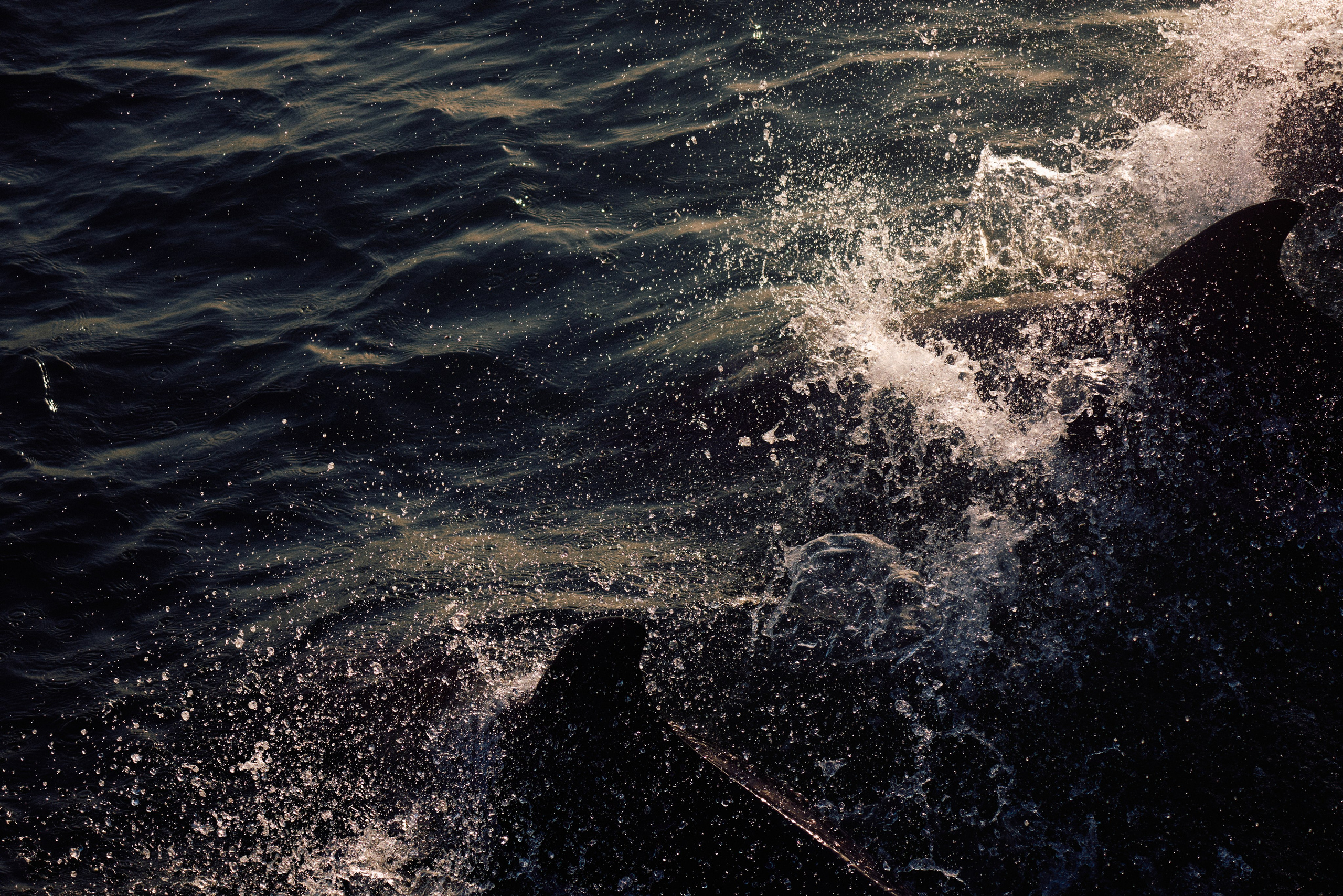 Archipelago Bissagos. See the moment and catche. commercial and reportage