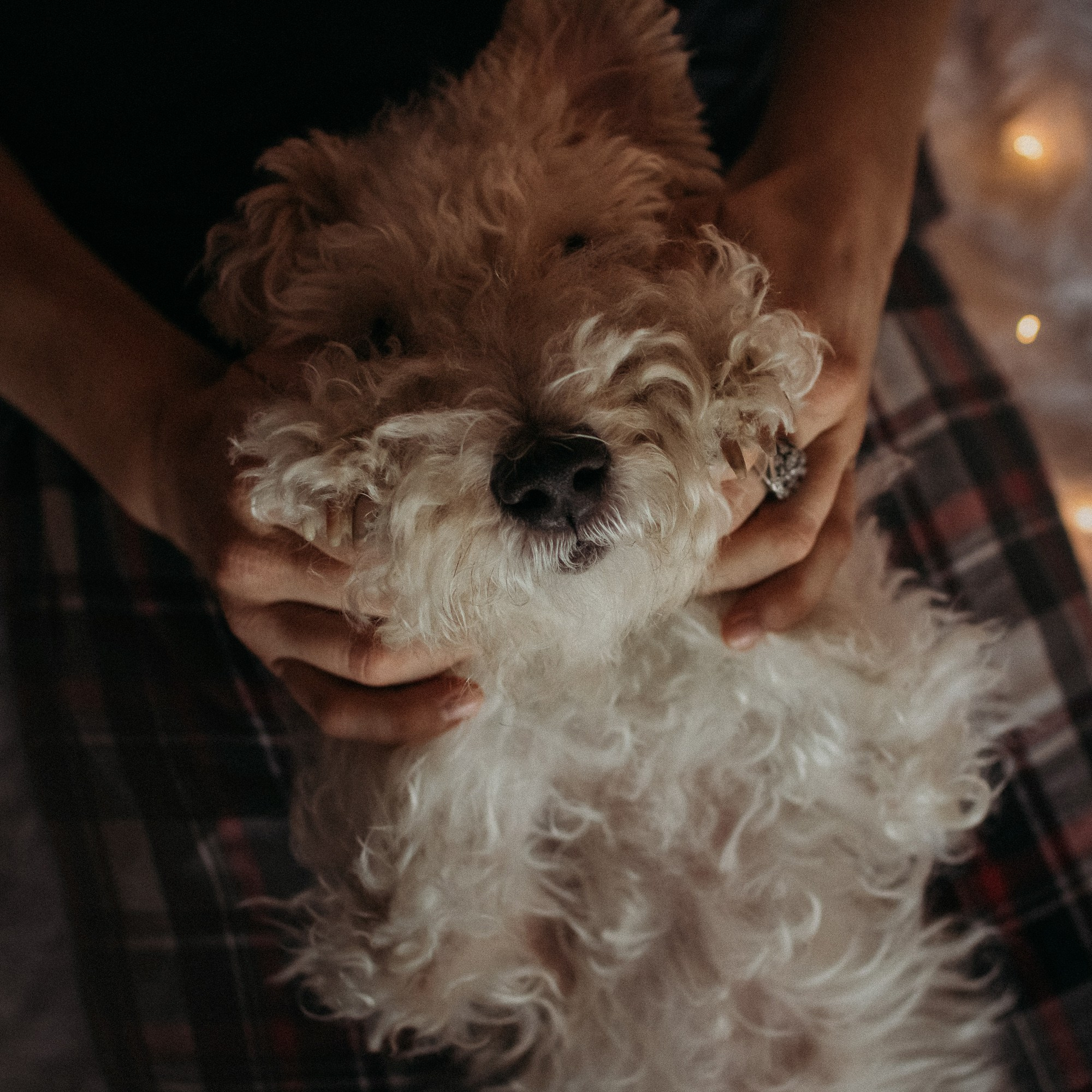 Ребята и фоксы. Фотограф Наталья Потапова