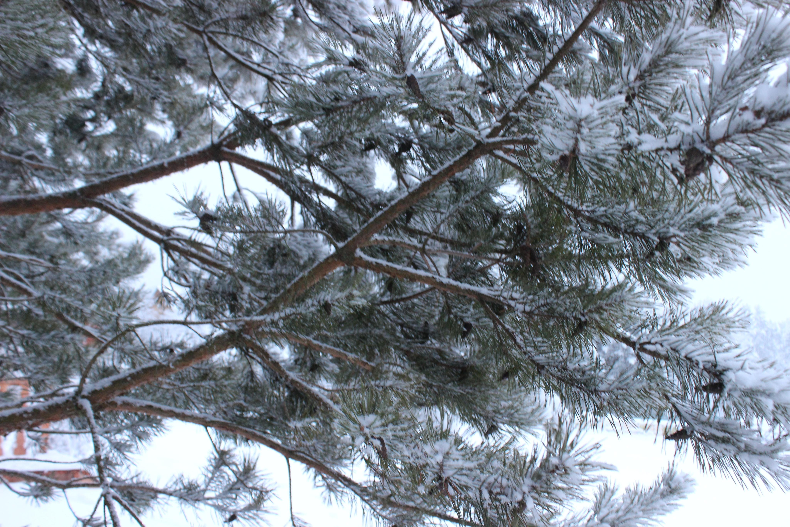 Шалово-парк зима. Оздоровительный комплекс Шалово-парк Серебряные ключи