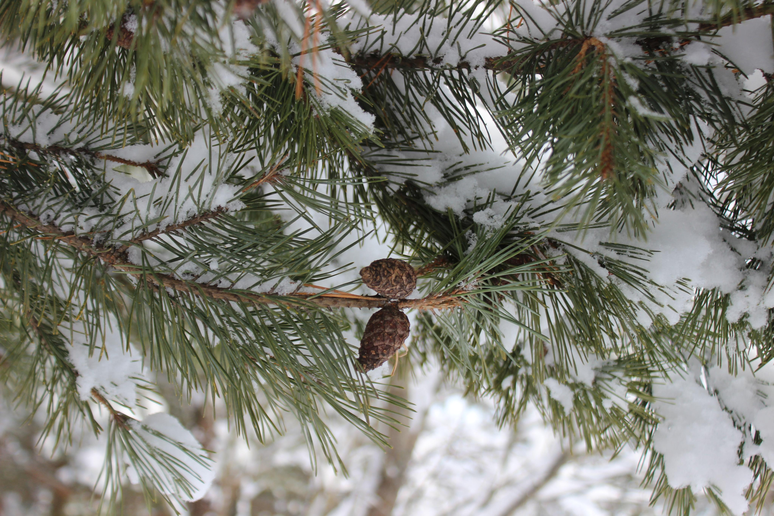 Шалово-парк зима. Оздоровительный комплекс Шалово-парк Серебряные ключи