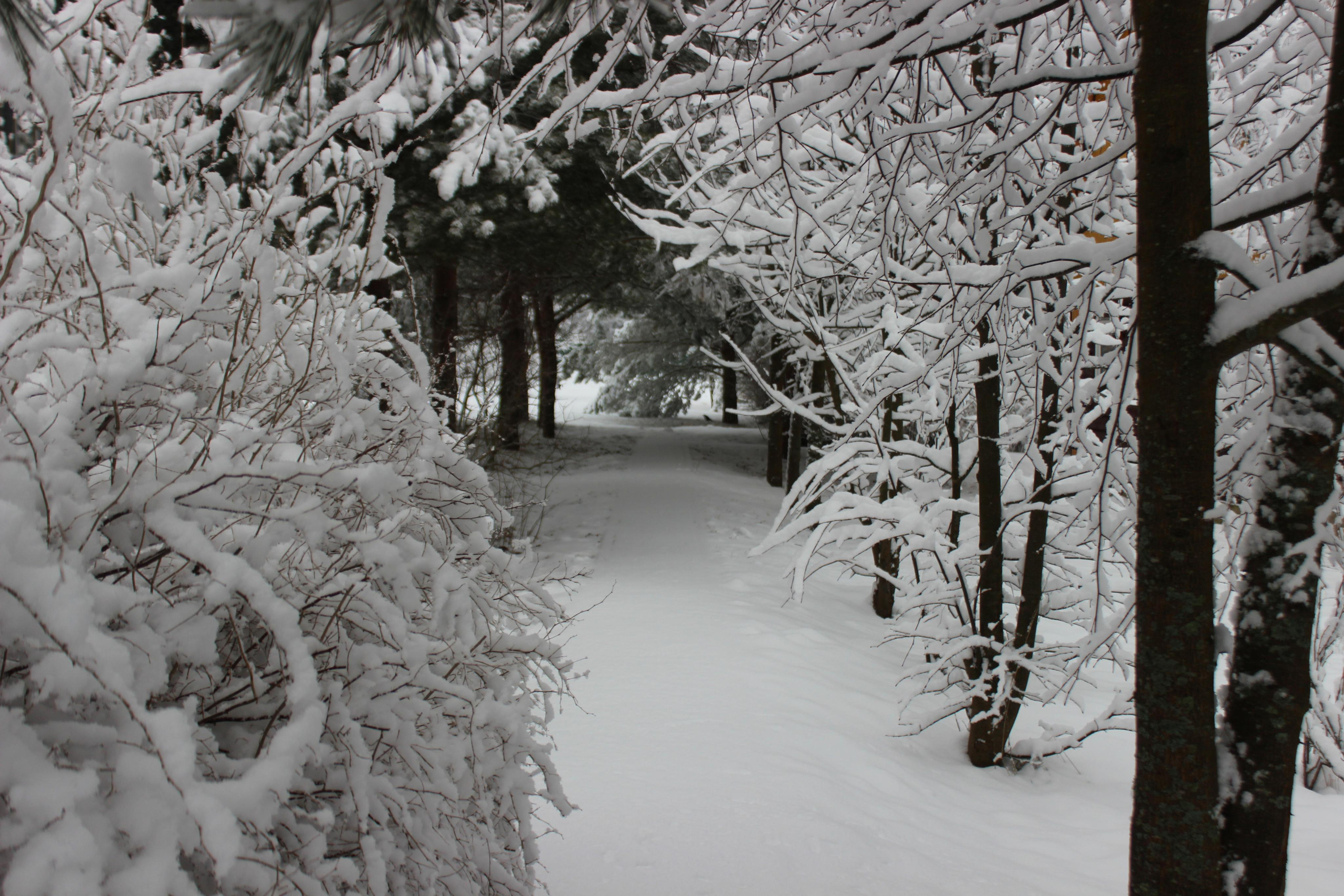 Шалово-парк зима. Оздоровительный комплекс Шалово-парк Серебряные ключи