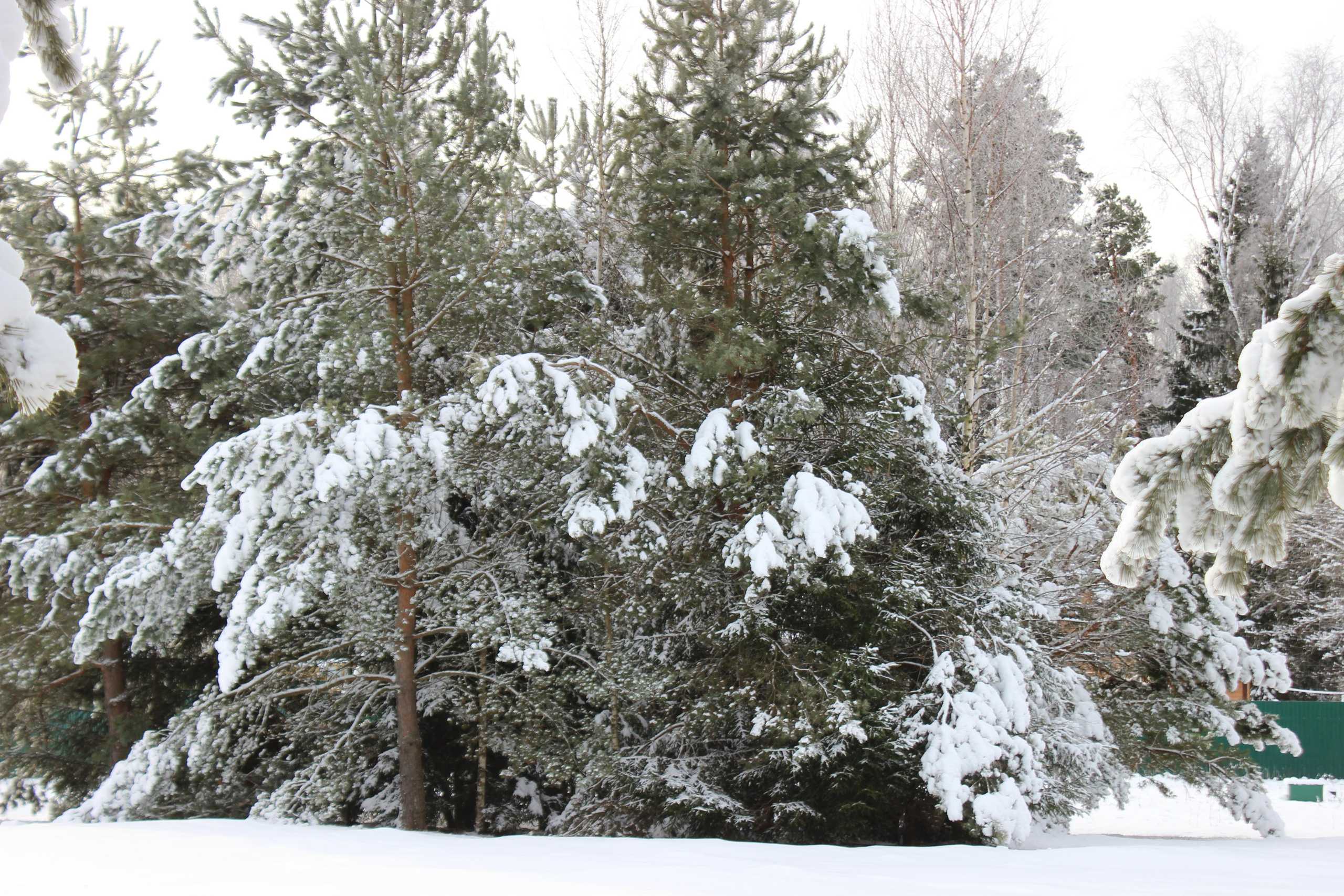 Шалово-парк зима. Оздоровительный комплекс Шалово-парк Серебряные ключи