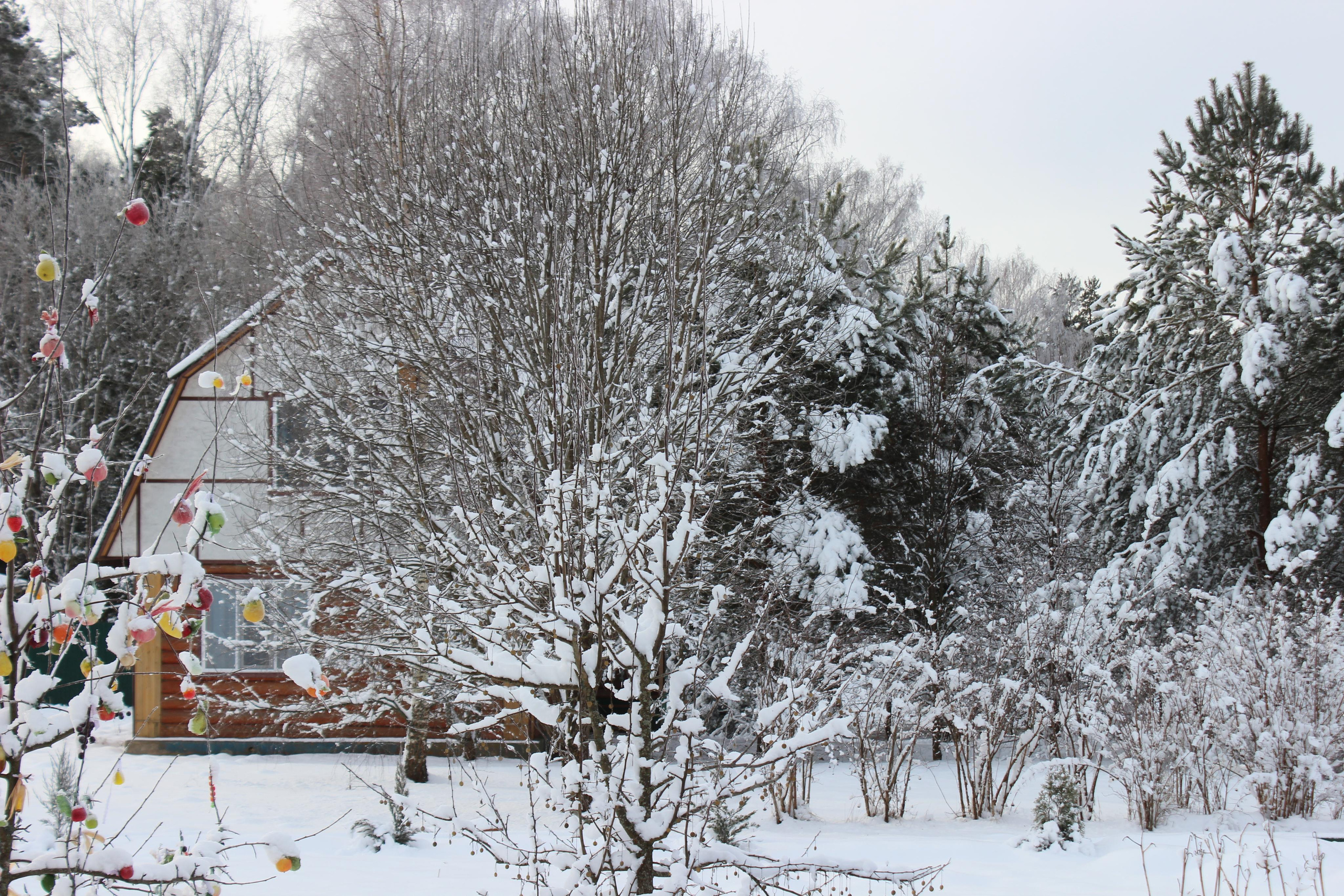 Шалово-парк зима. Оздоровительный комплекс Шалово-парк Серебряные ключи