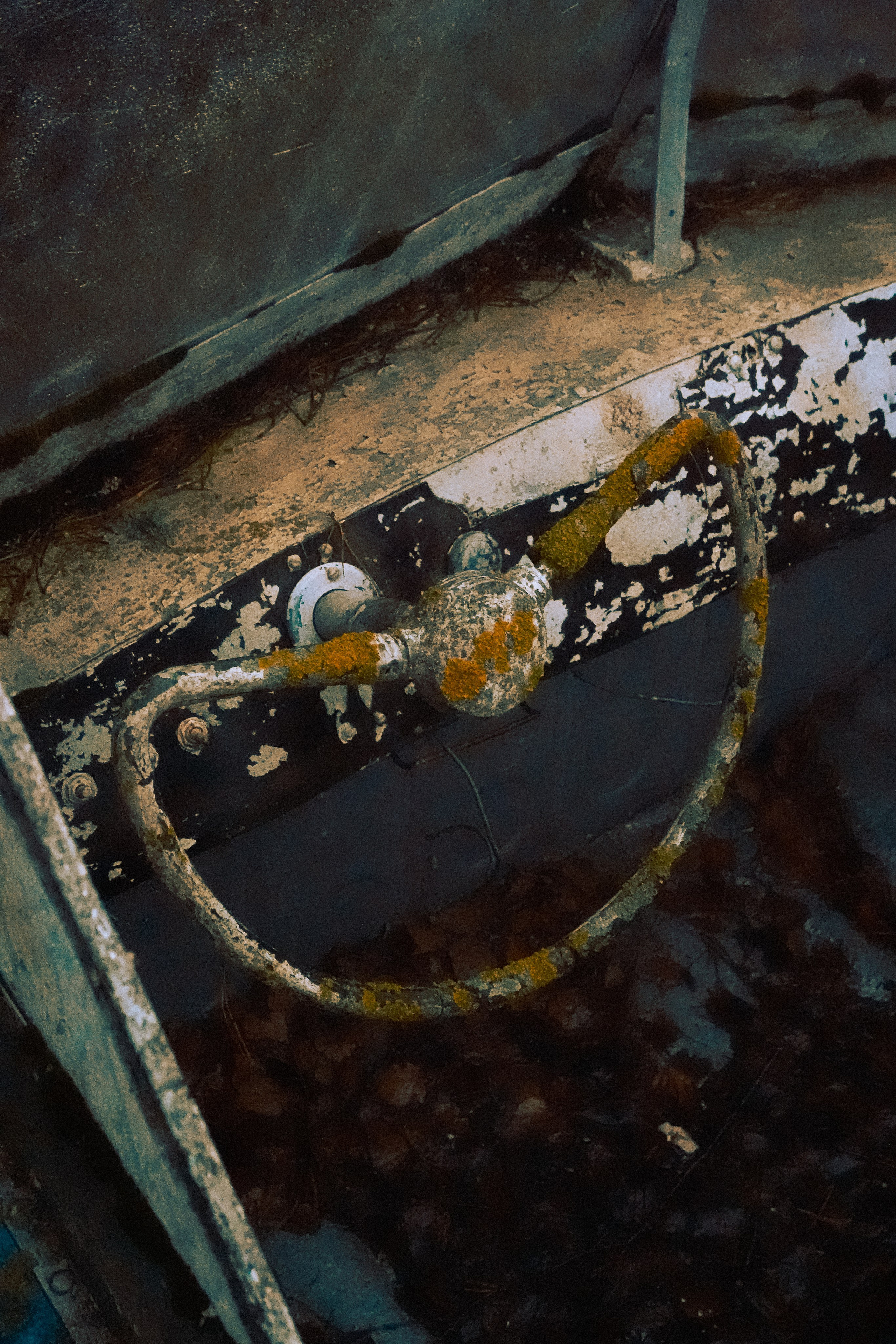 Пленишник. Фотограф Алиса Аспер