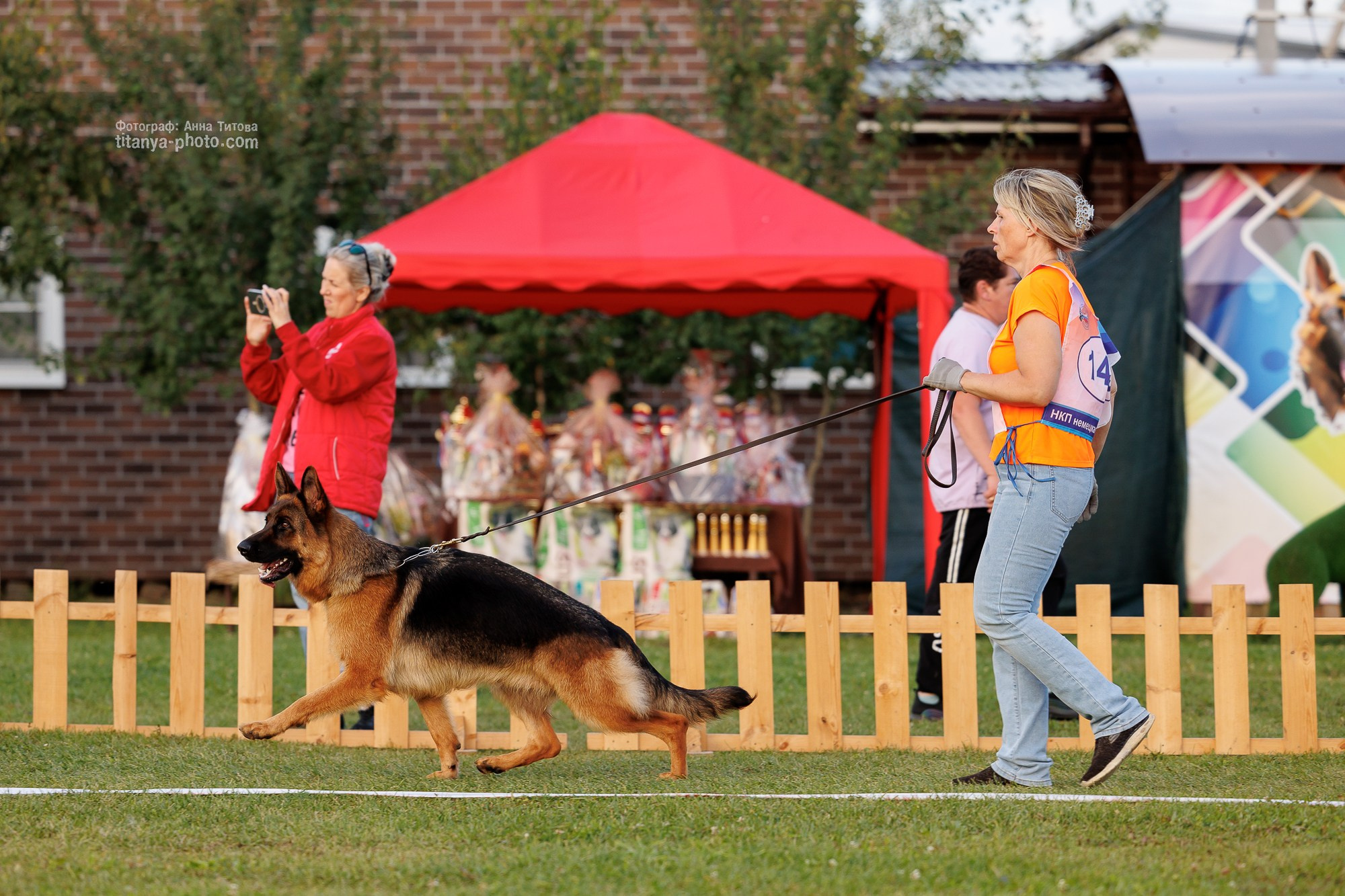 Немецкие овчарки: фото из рингов и вне ринга, мутпроба (фотографии с выставок). Фотограф собак, фотограф-анималист Аня Титова (Titanya). Москва
