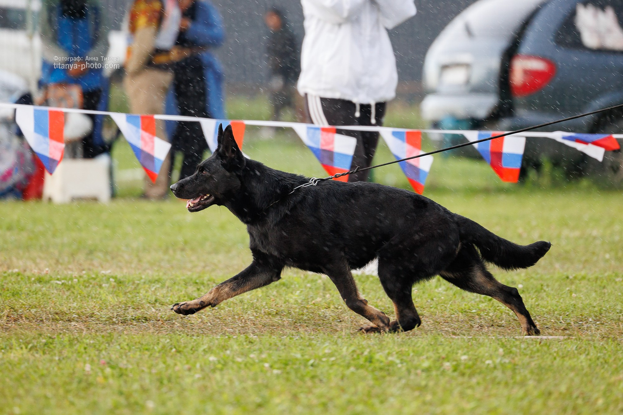 Немецкие овчарки: фото из рингов и вне ринга, мутпроба (фотографии с выставок). Фотограф собак, фотограф-анималист Аня Титова (Titanya). Москва