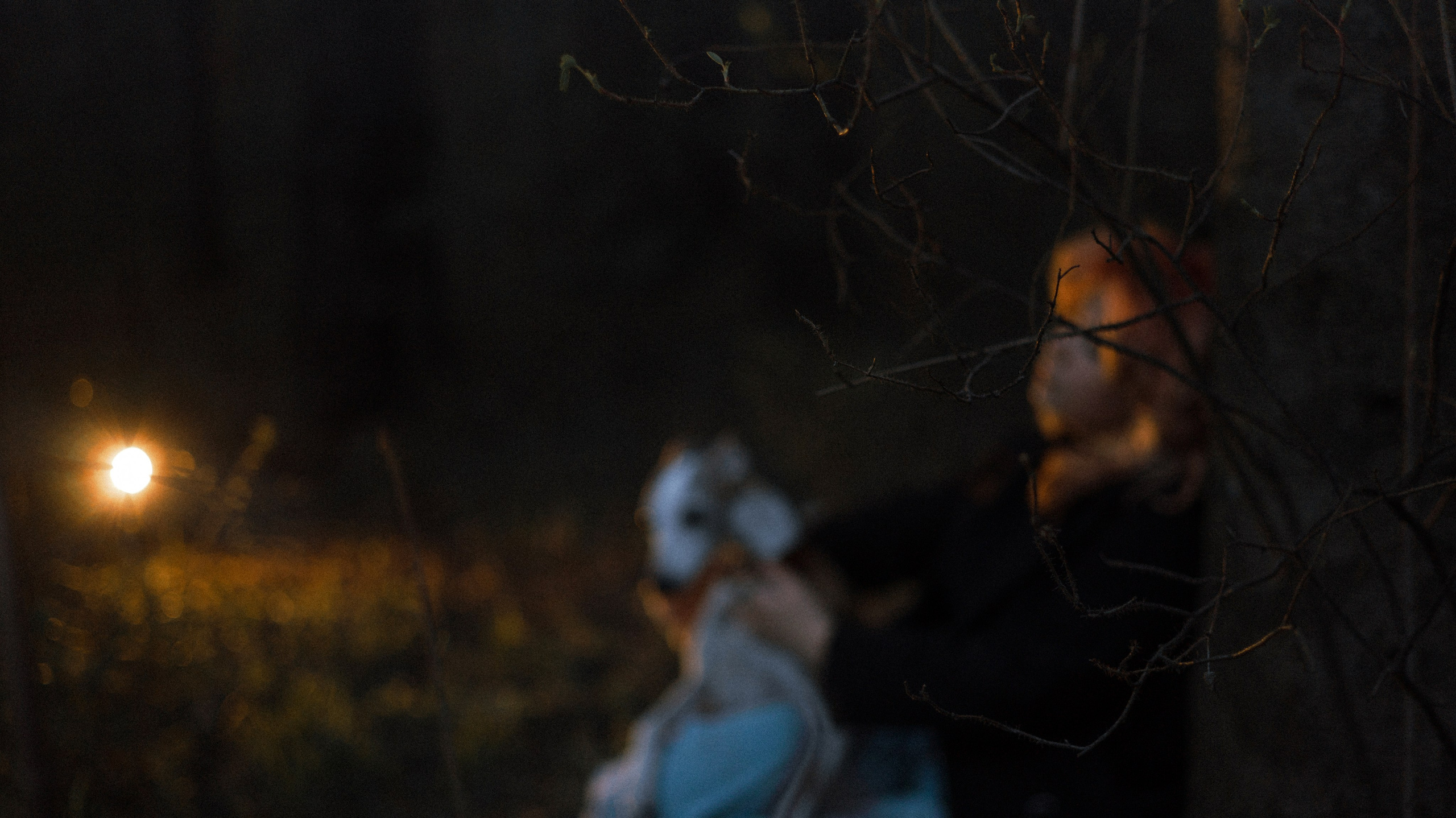 Вика, Джем и Белла. Фотограф-анималист Богданова Полина