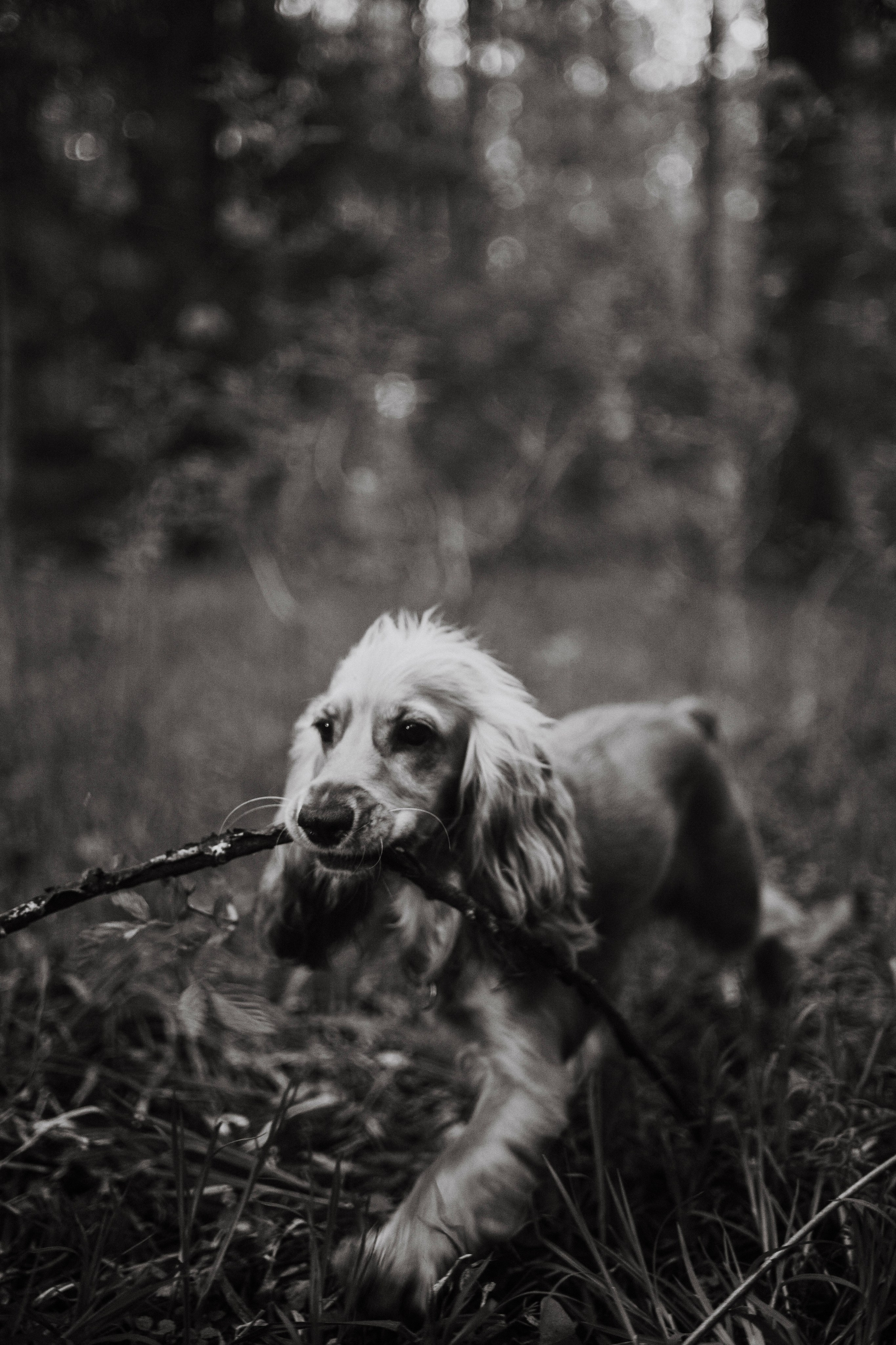 Аня и Юта. Фотограф-анималист Богданова Полина