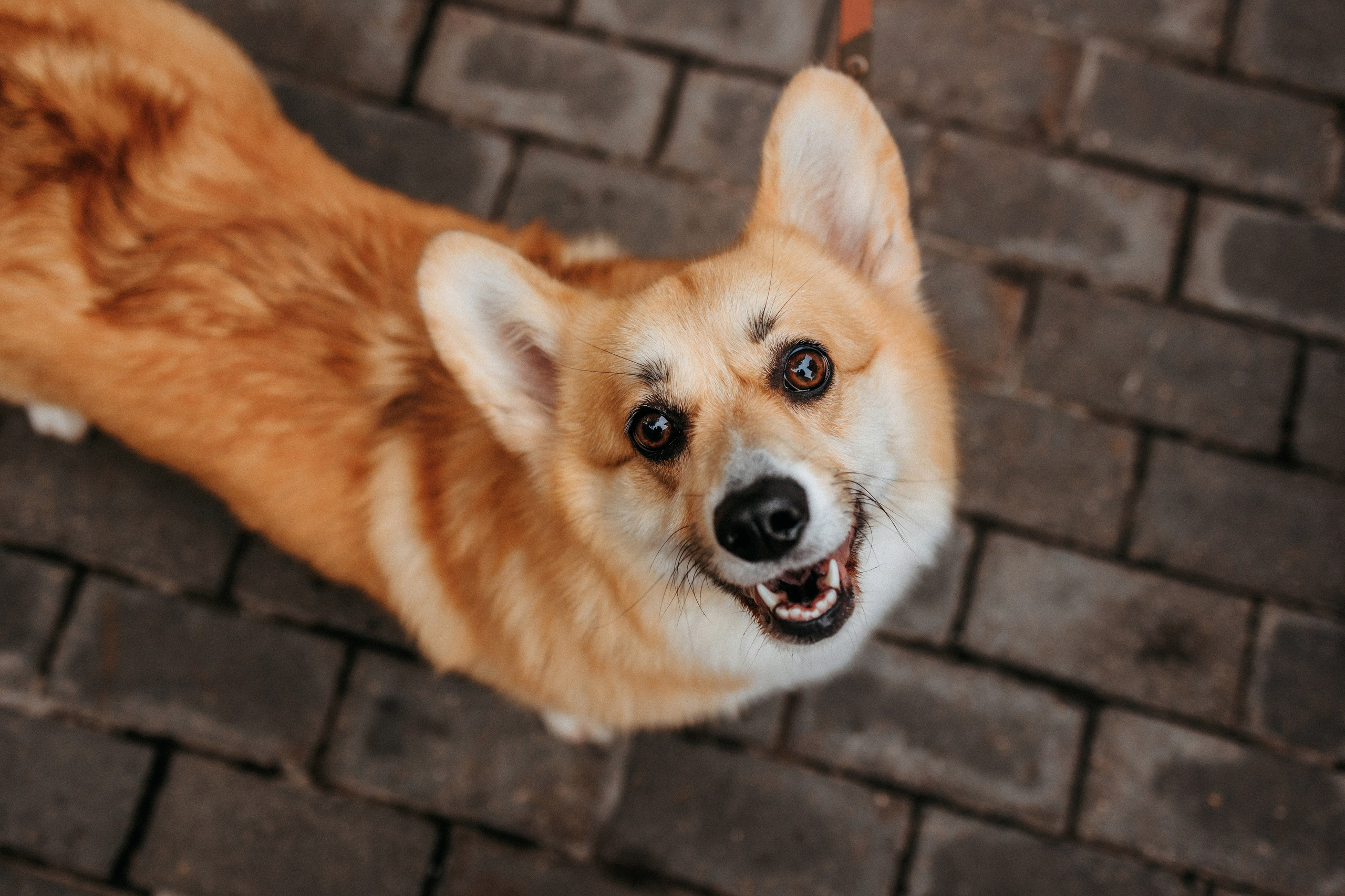 Вера, Саша и Муна. Фотограф-анималист Елена Радченко, Москва