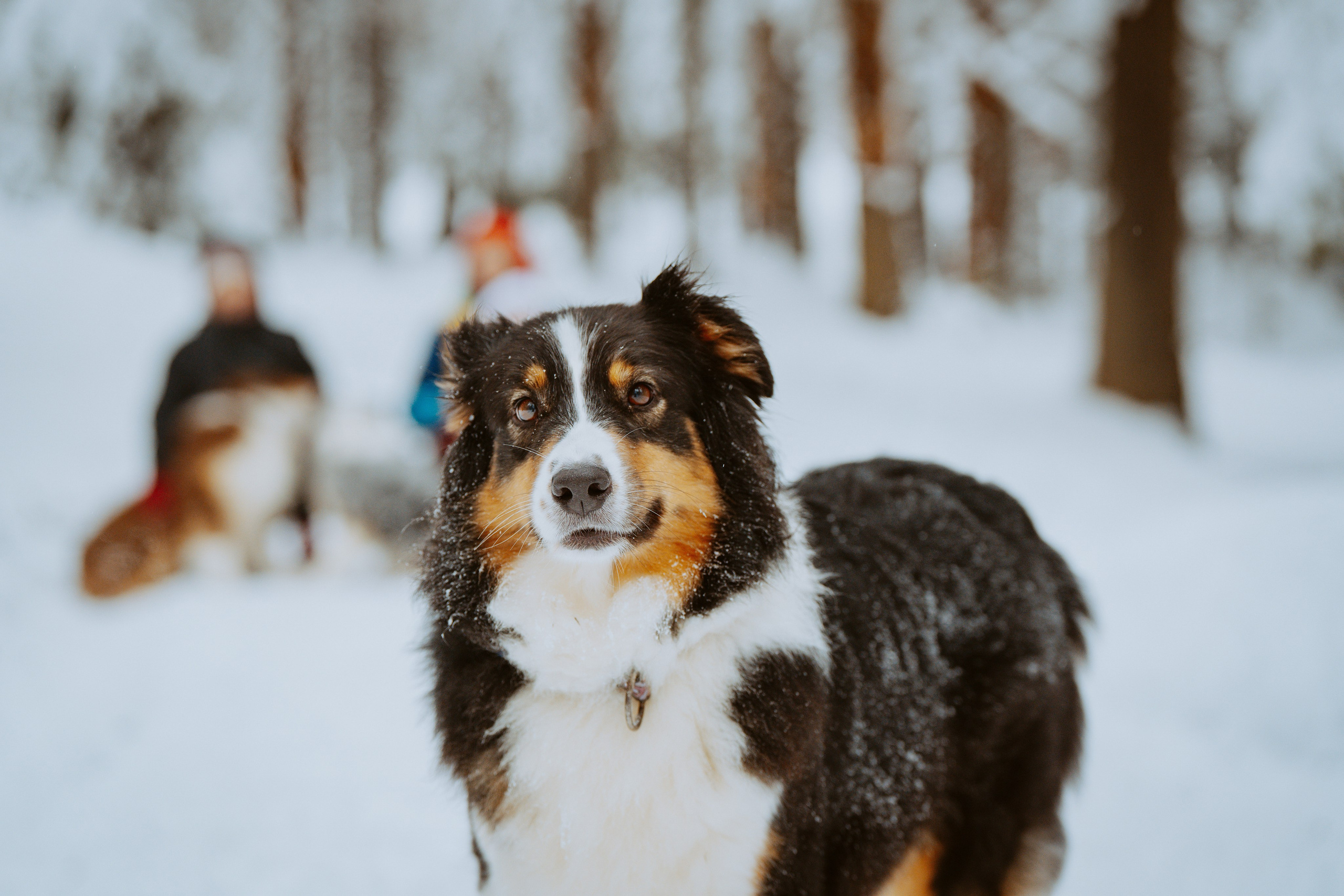 Дог трекинг. Фотограф анималист в Спб недорого Олеся Майорова