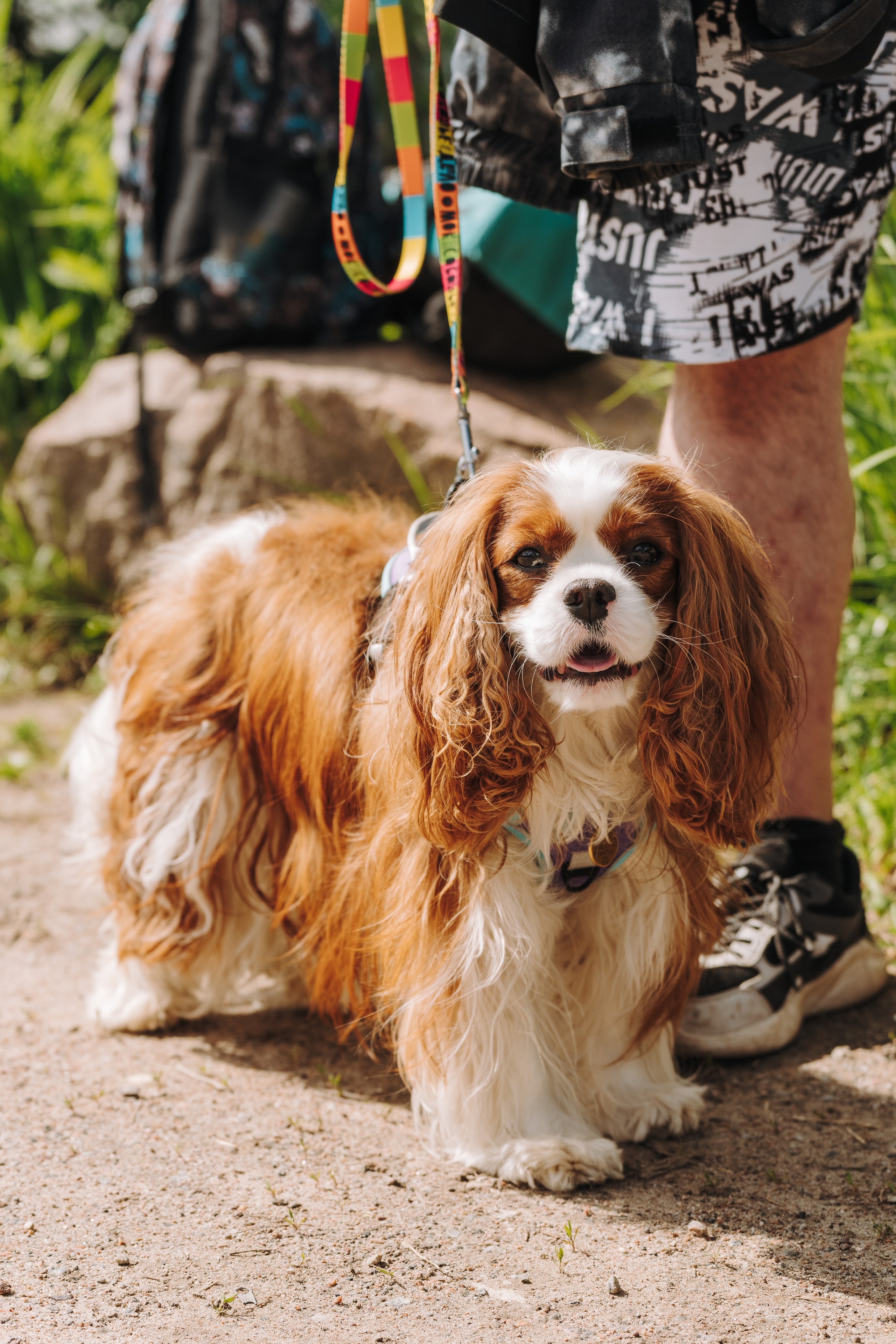 Соревнования по ноузворку. Фотограф анималист в Спб недорого Олеся Майорова