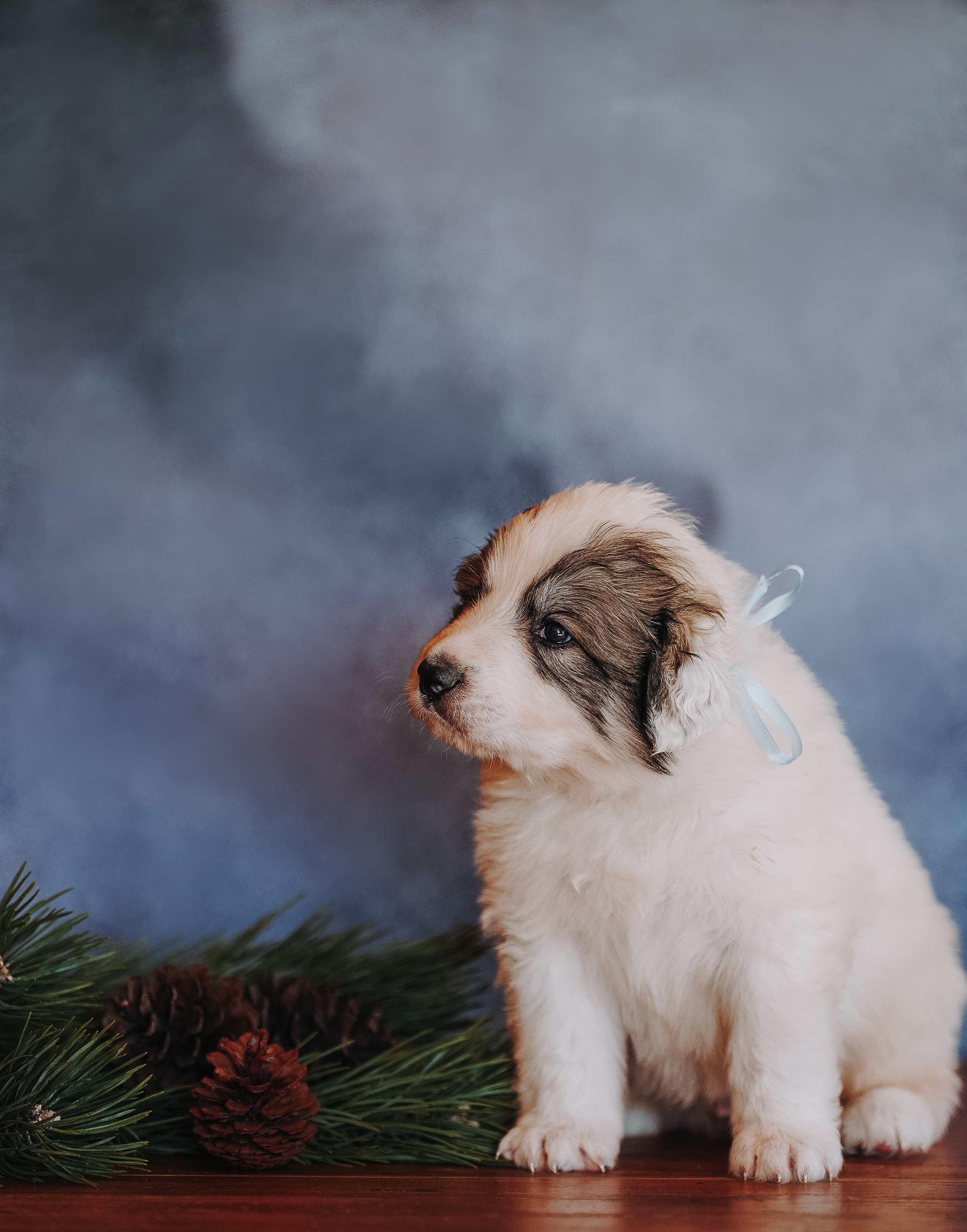 Пиренейские горные. Фотограф анималист в Спб недорого Олеся Майорова