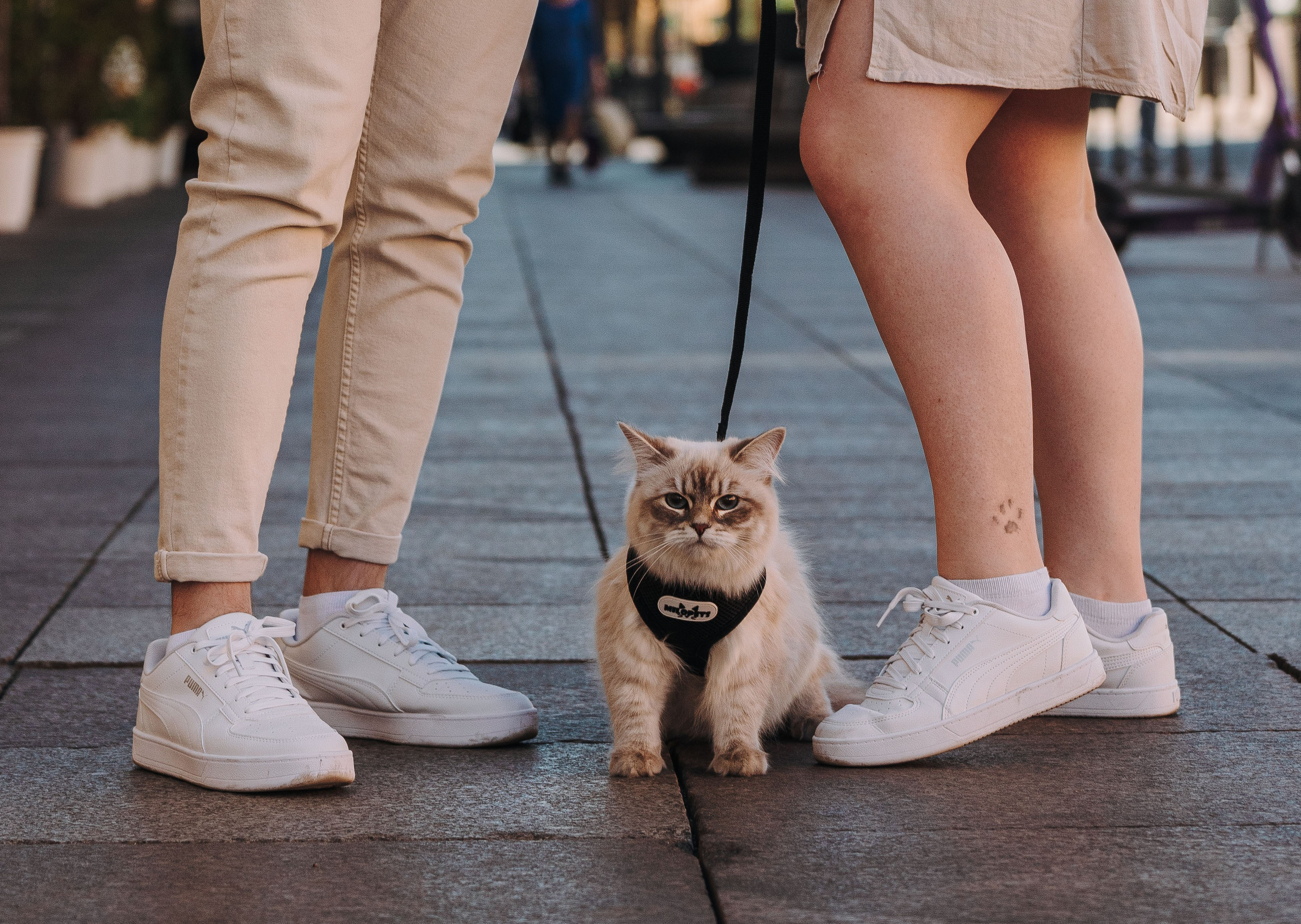 Сильвия, Полина и Никита. Фотограф анималист в Спб недорого Олеся Майорова
