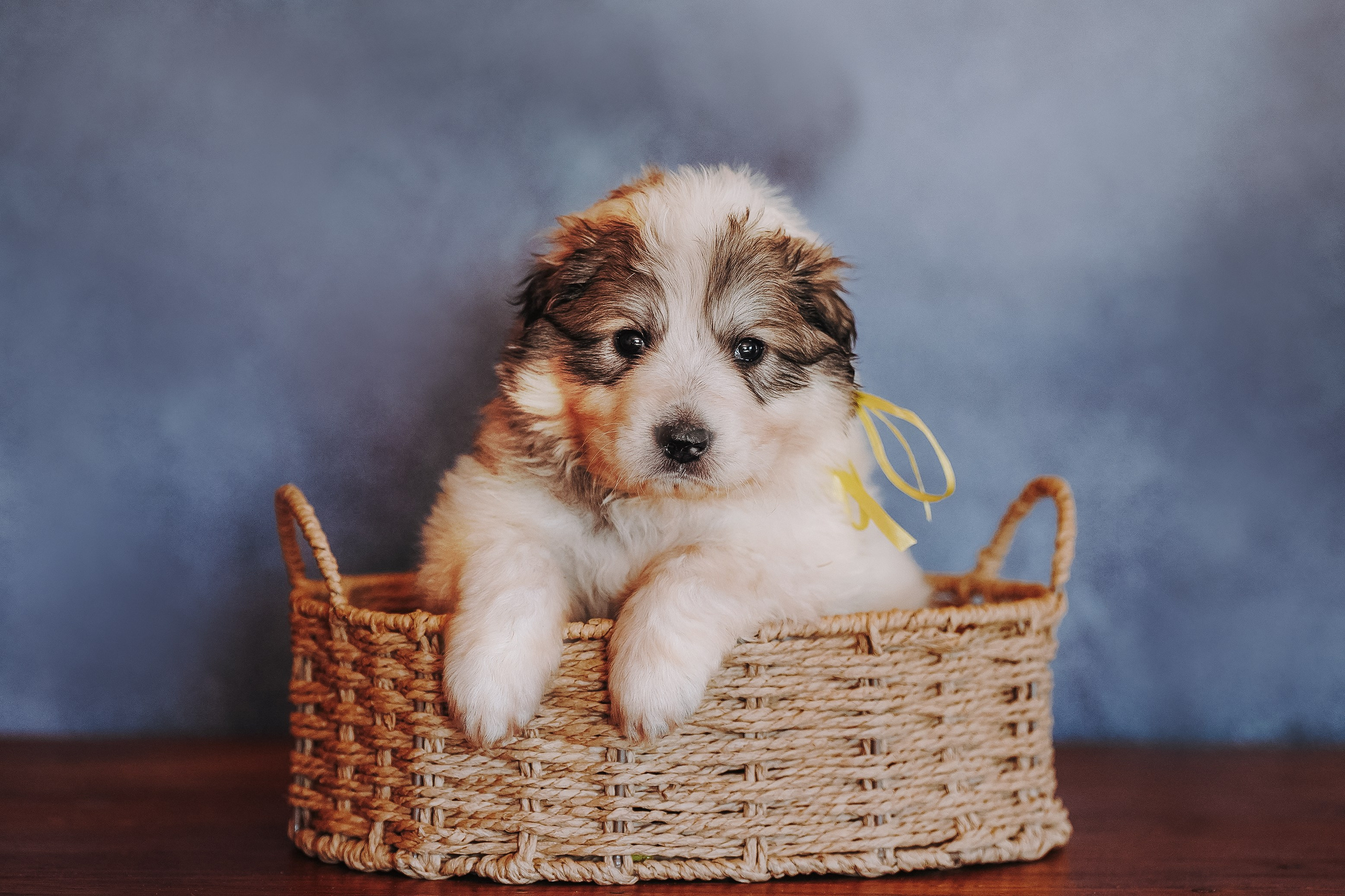 Пиренейские горные. Фотограф анималист в Спб недорого Олеся Майорова