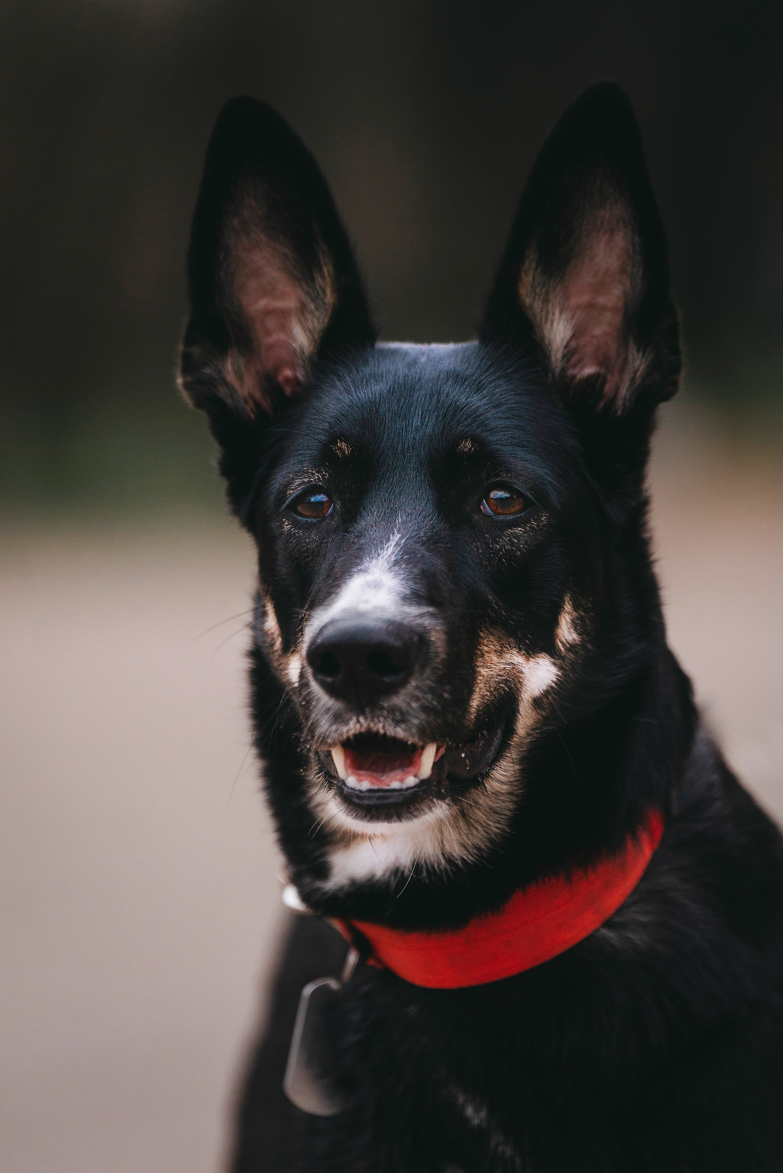Эля и Шиза. Фотограф анималист в Спб недорого Олеся Майорова