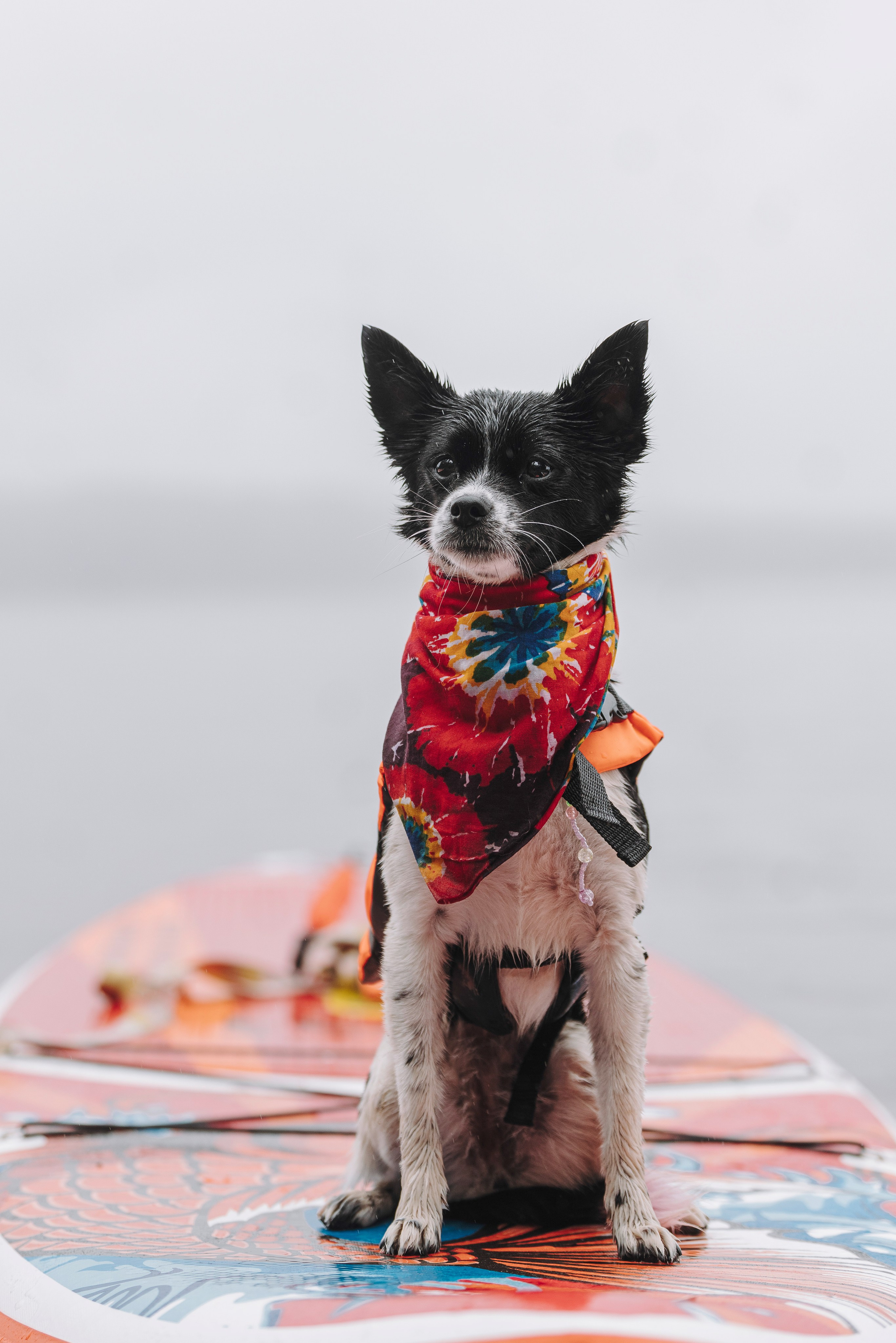 Катание на сапах с собаками. Фотограф анималист в Спб недорого Олеся Майорова