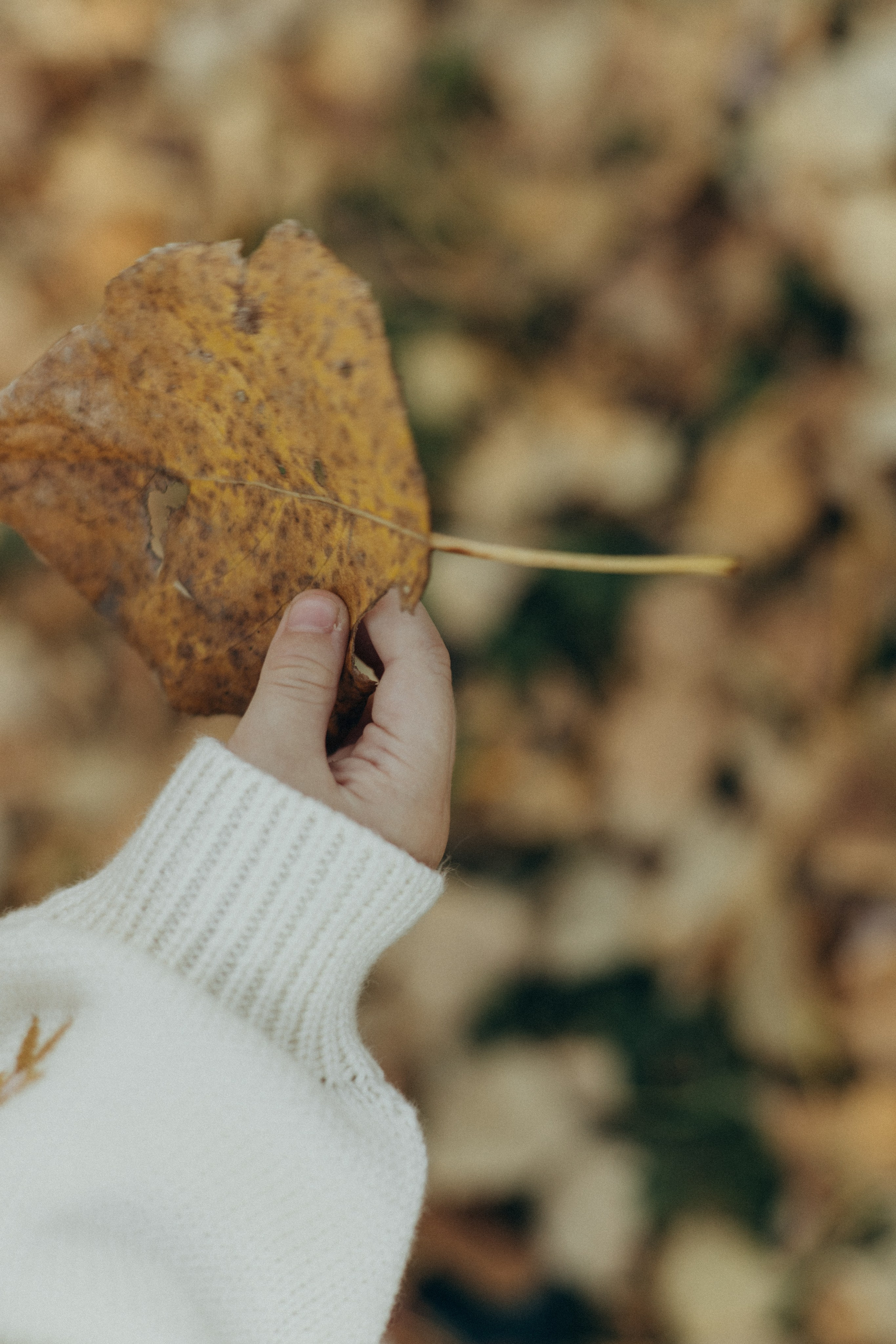 Счастливые мгновения осени. Фотограф в г. Чита