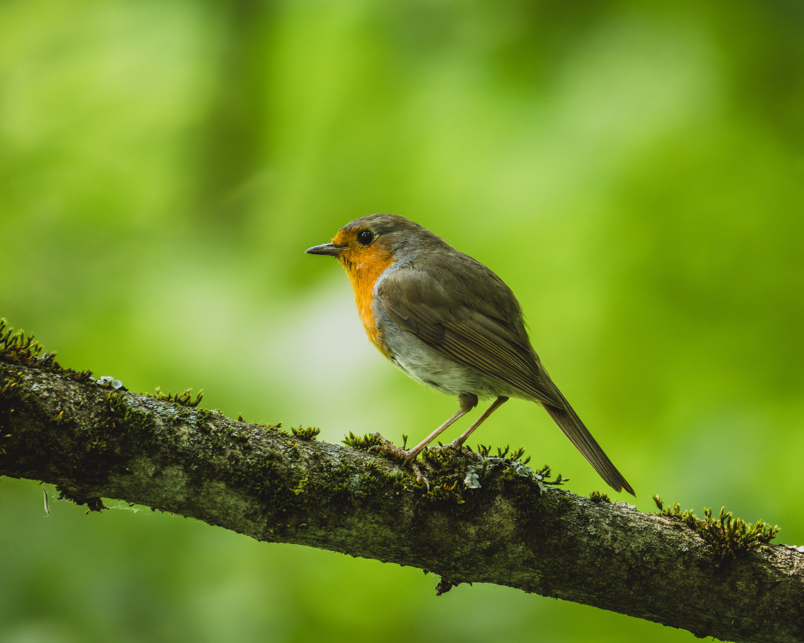 Smolensk 2025. Anton Chernov | Wildlife photographer
