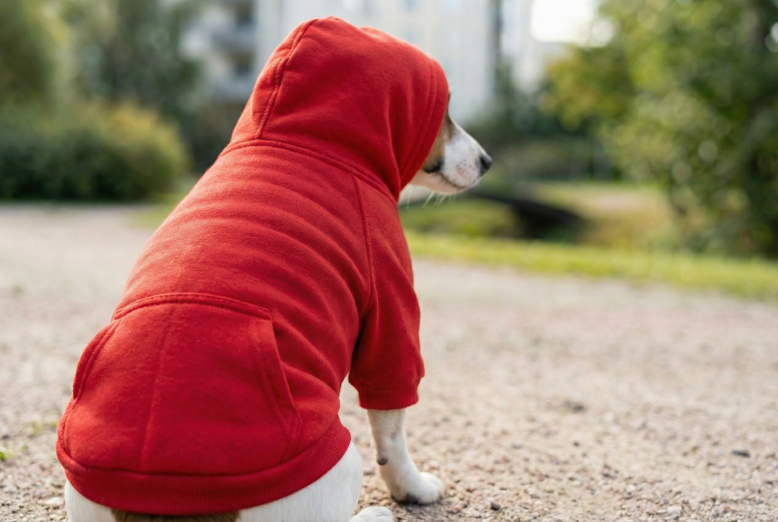 Одежда для собак. Главная