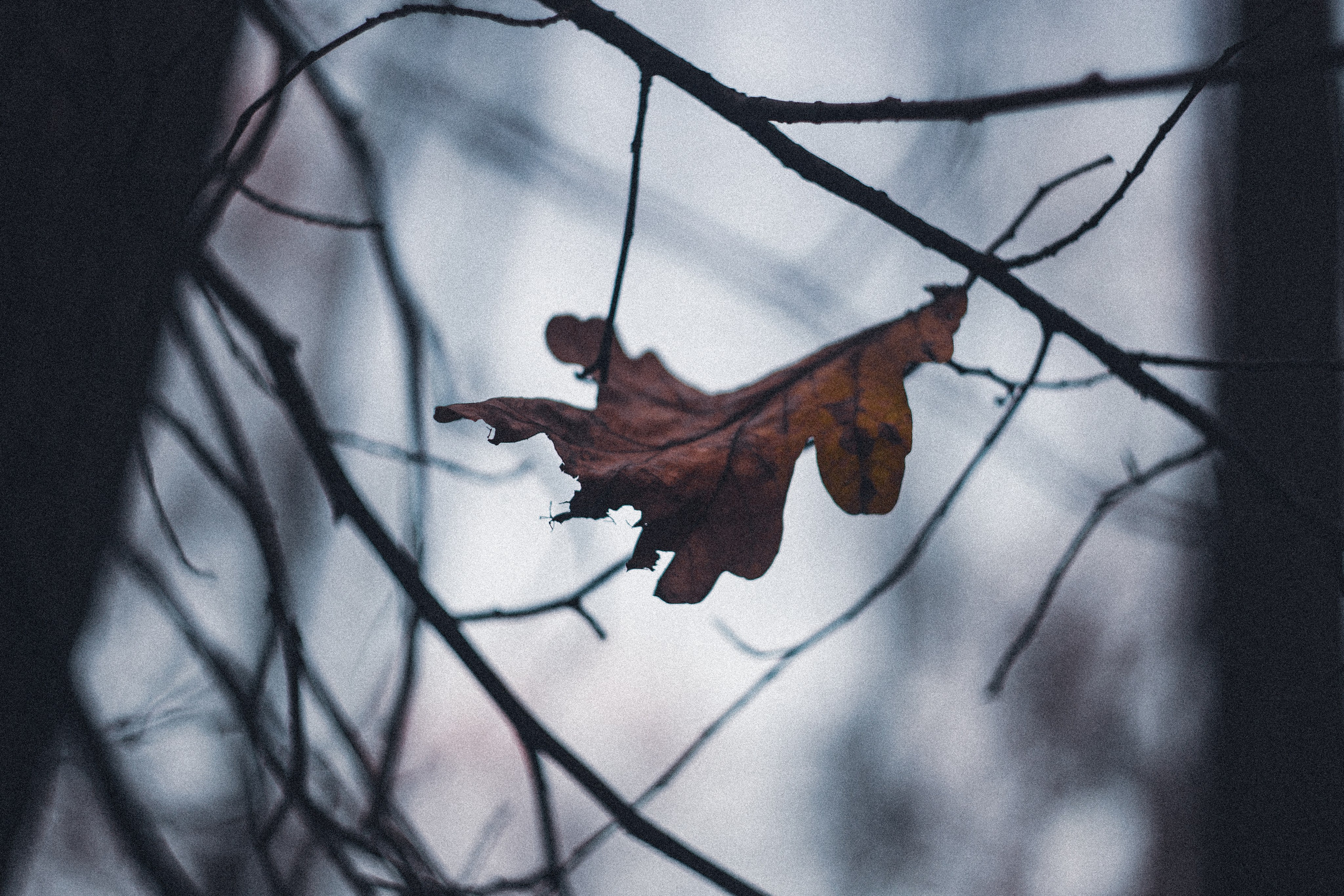 Ноябрь 2023. Efremovaphoto.ru