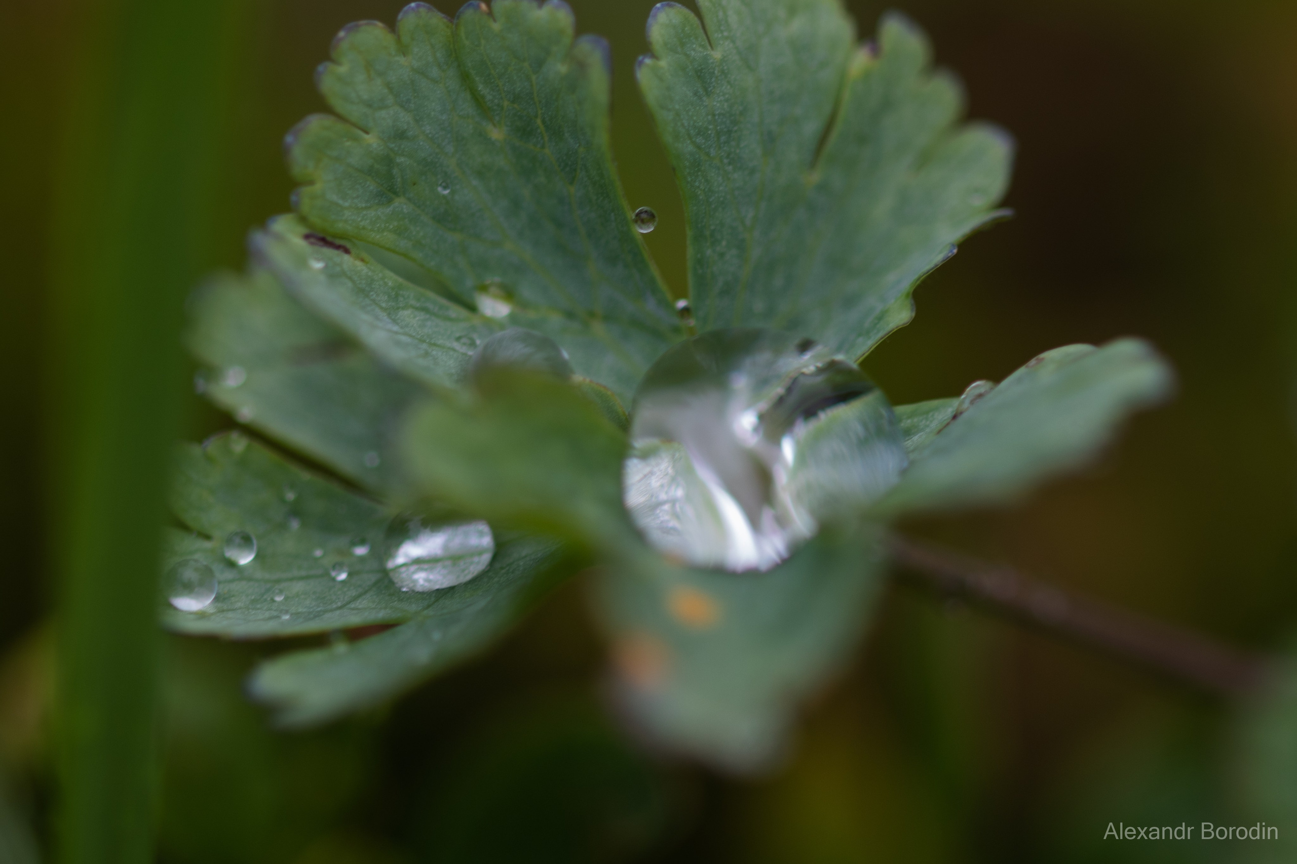 Макро. Профессиональный фотограф Александр Бородин