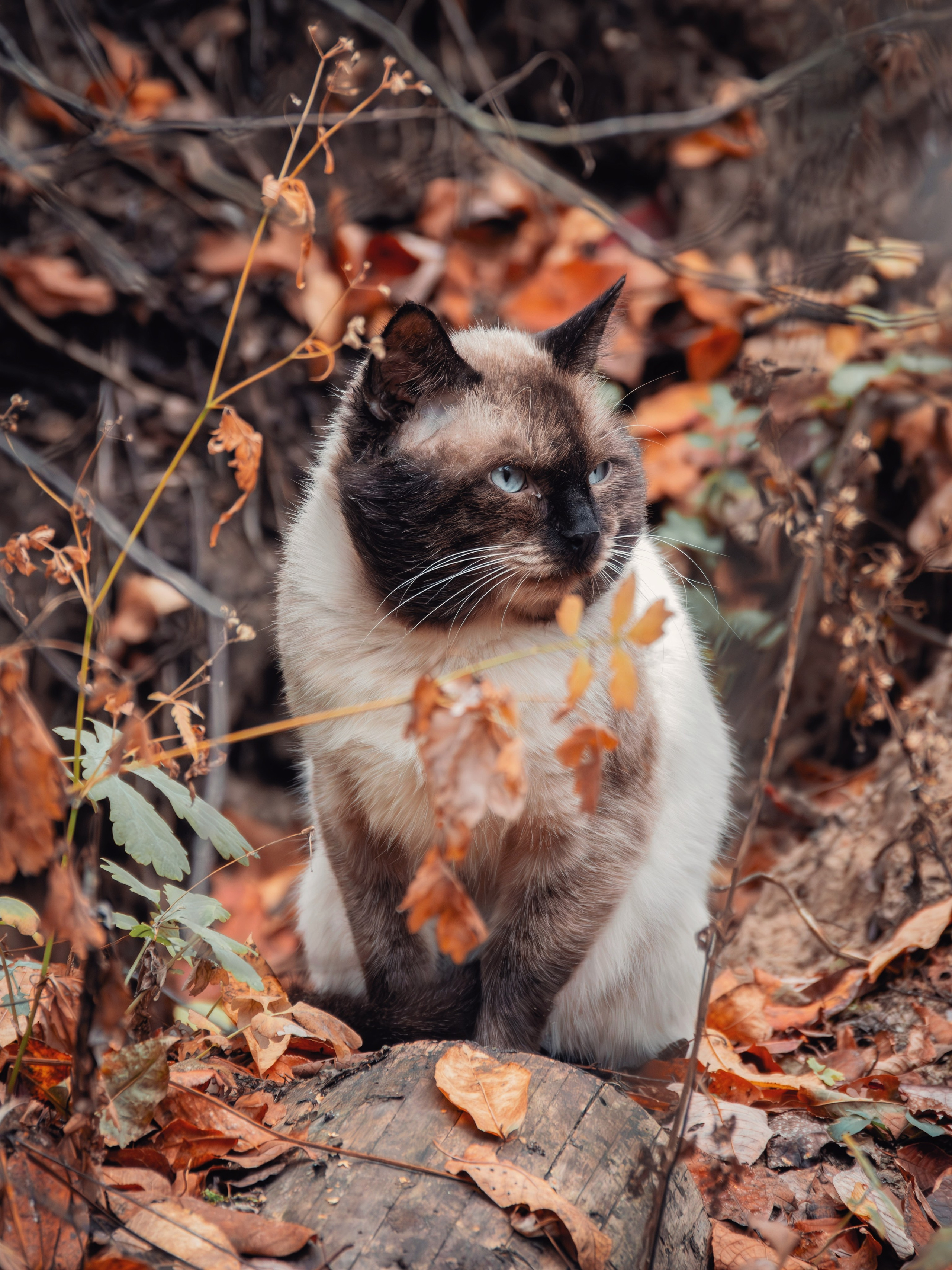 Уличные модели. С любовью, фотохудожник