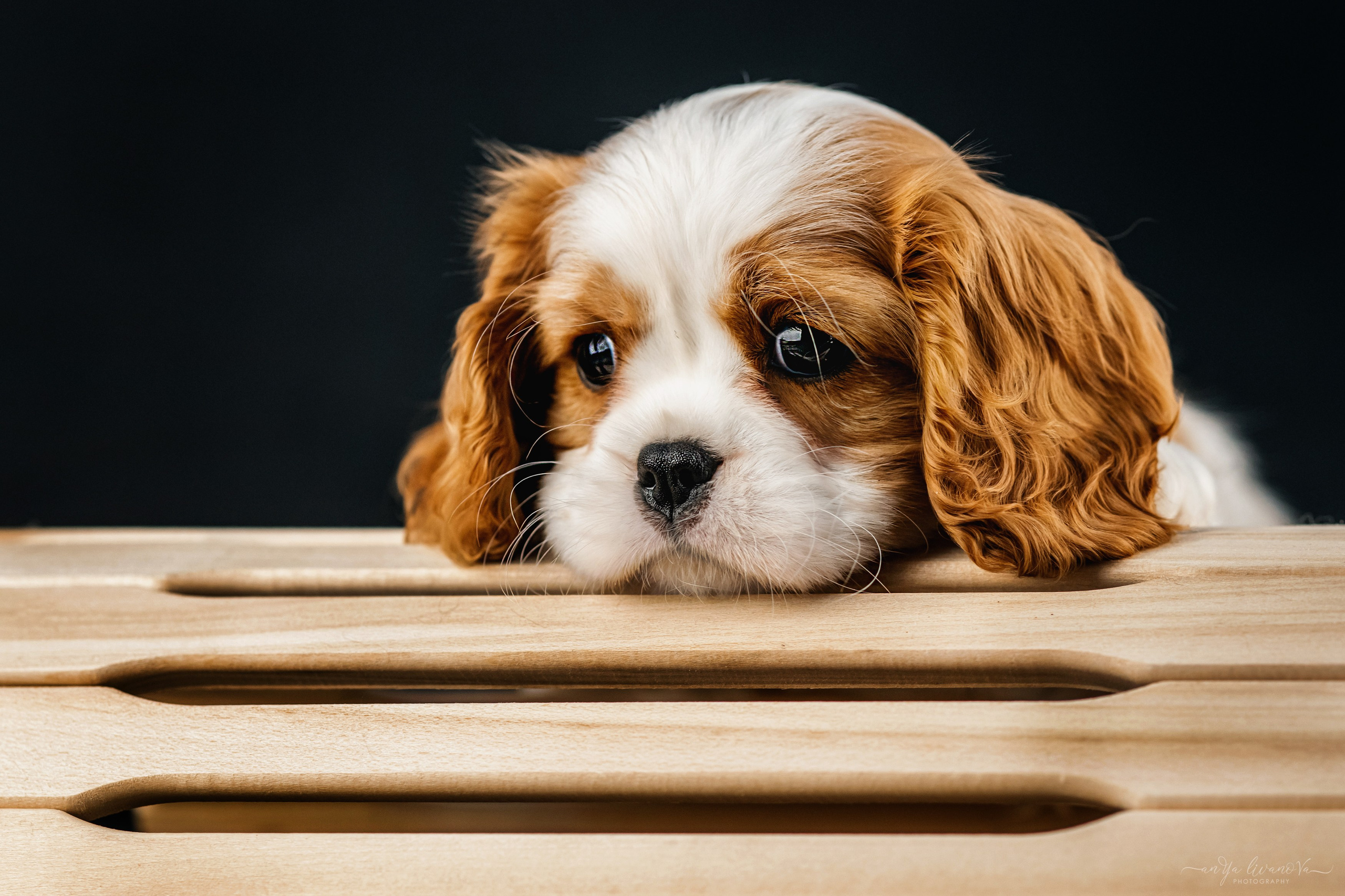 Кавалерчики. Фотограф анималист Аня Ливанова | Рыбинск