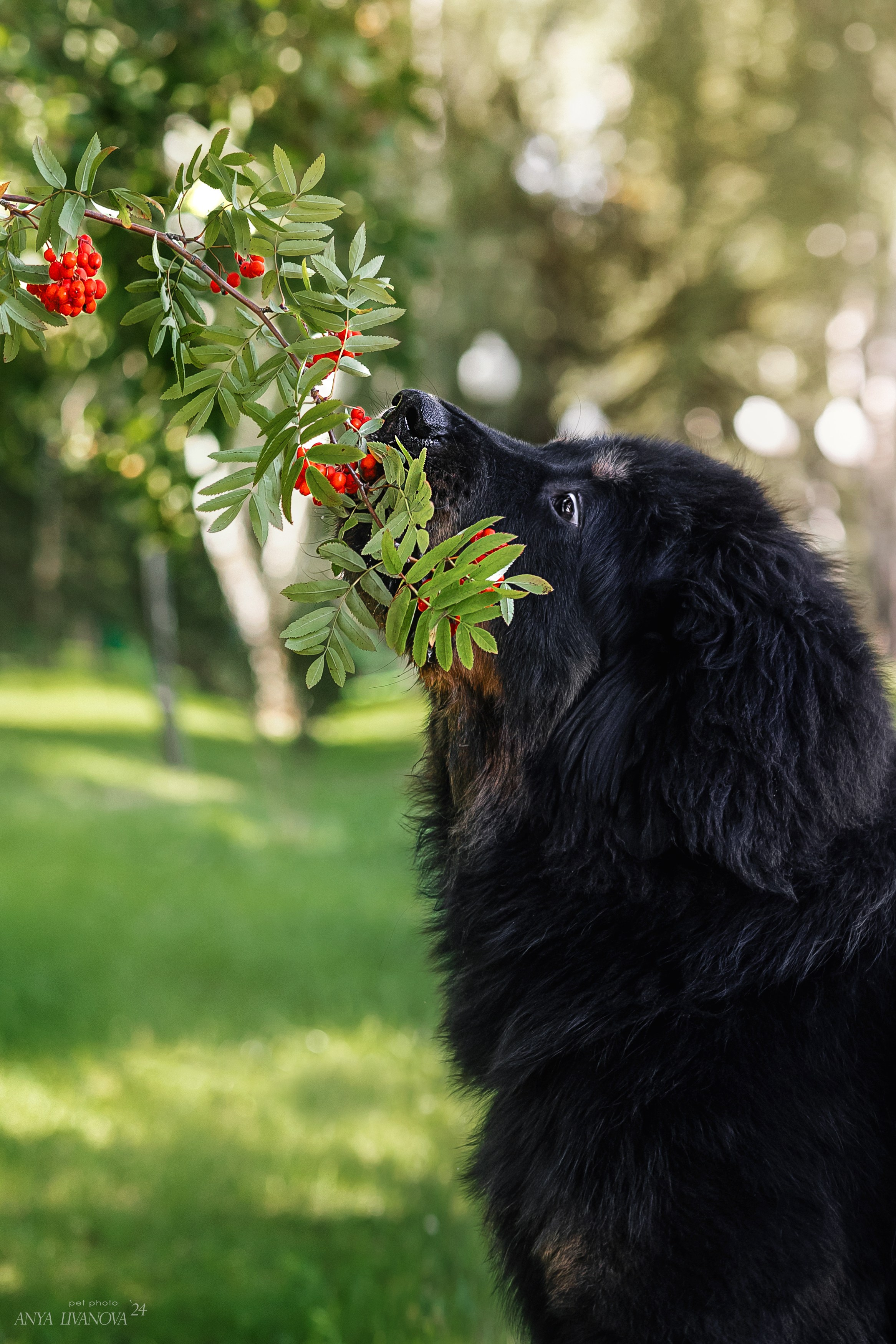 Адмирал. Фотограф анималист Аня Ливанова | Рыбинск