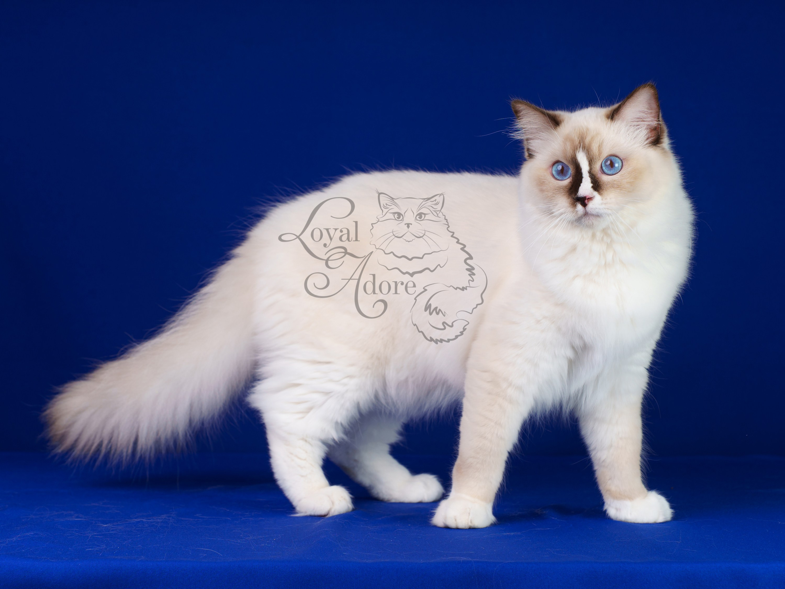 Кошки производители Loyal Adore. Питомник рэгдолл Loyal Adore