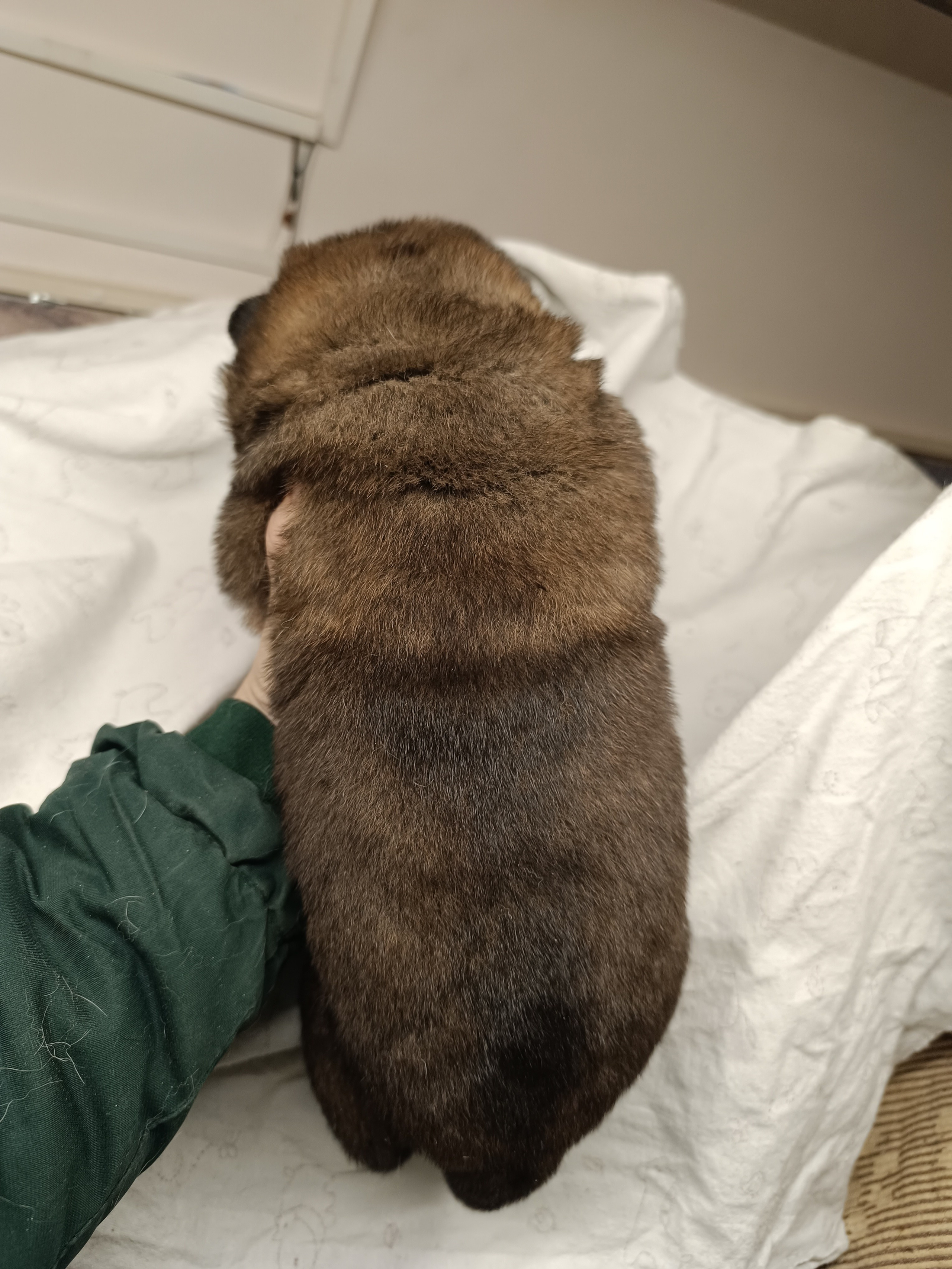 Американская акита  щенки питомник Санкт-Петербург клубные щенки Американская акита питомник RUBYLIGHT Рубилайт купить щенка американской акиты