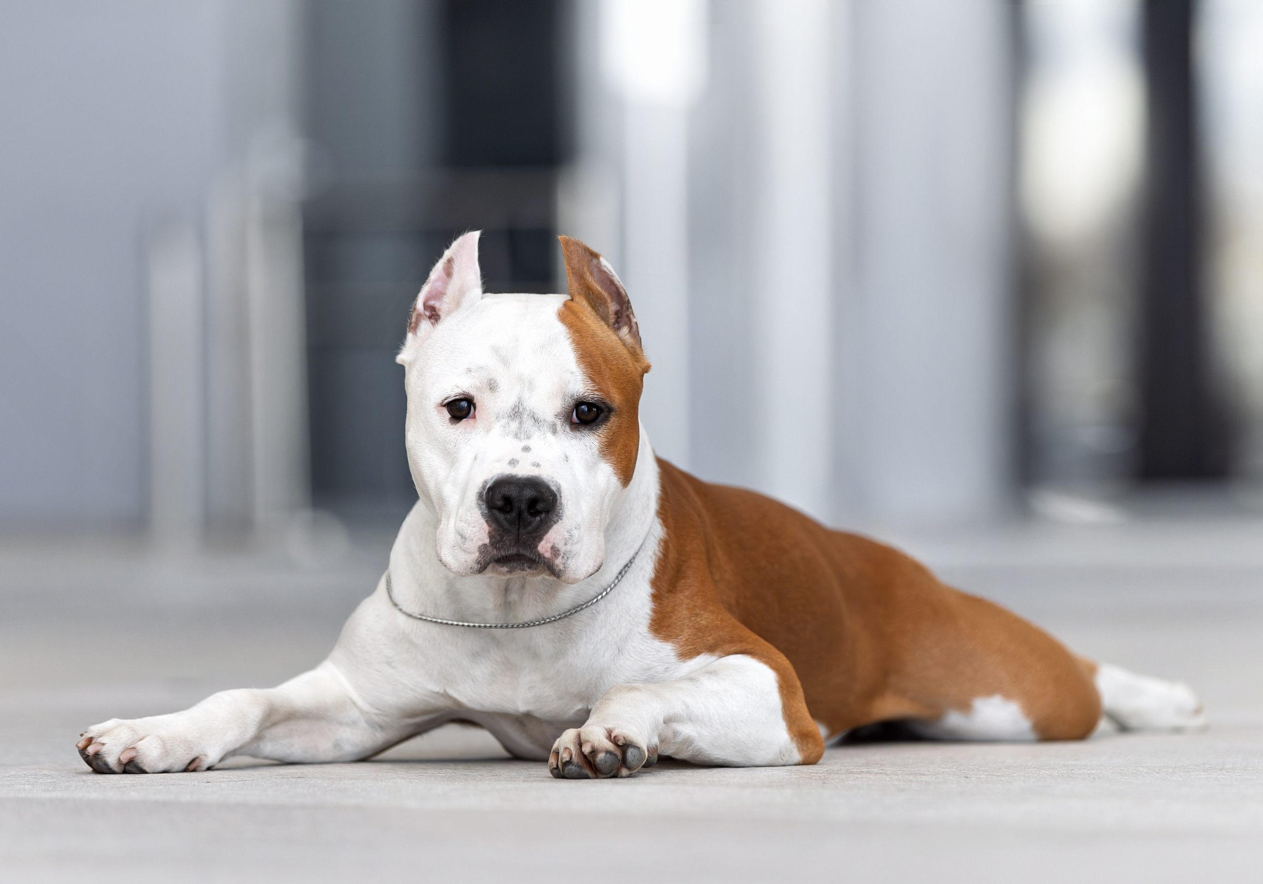 Съемка на выставках. Фотограф-анималист в Санкт-Петербурге — Юлия Чайкина