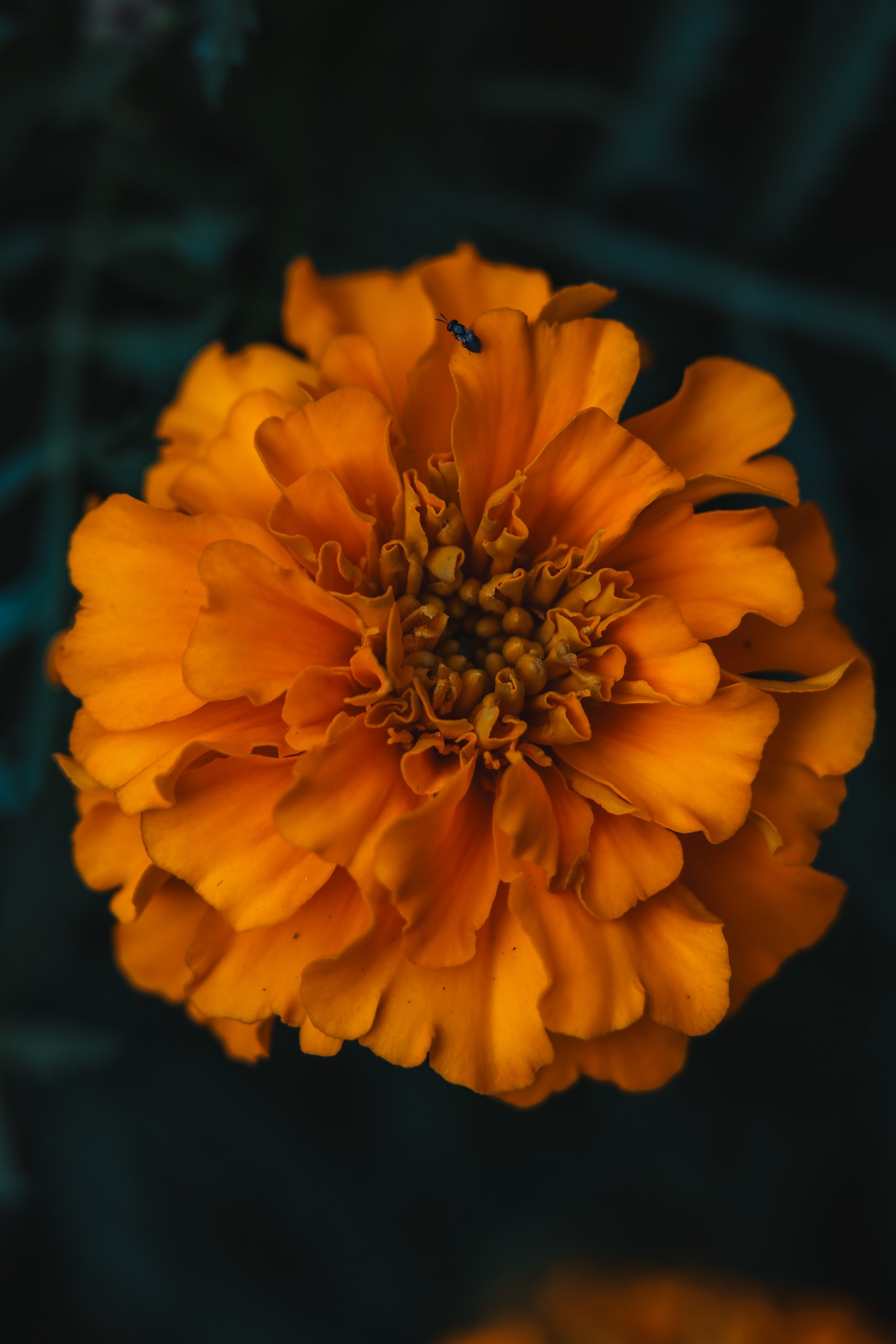 Р А С Т Е Н И Я. — Digital Noise —