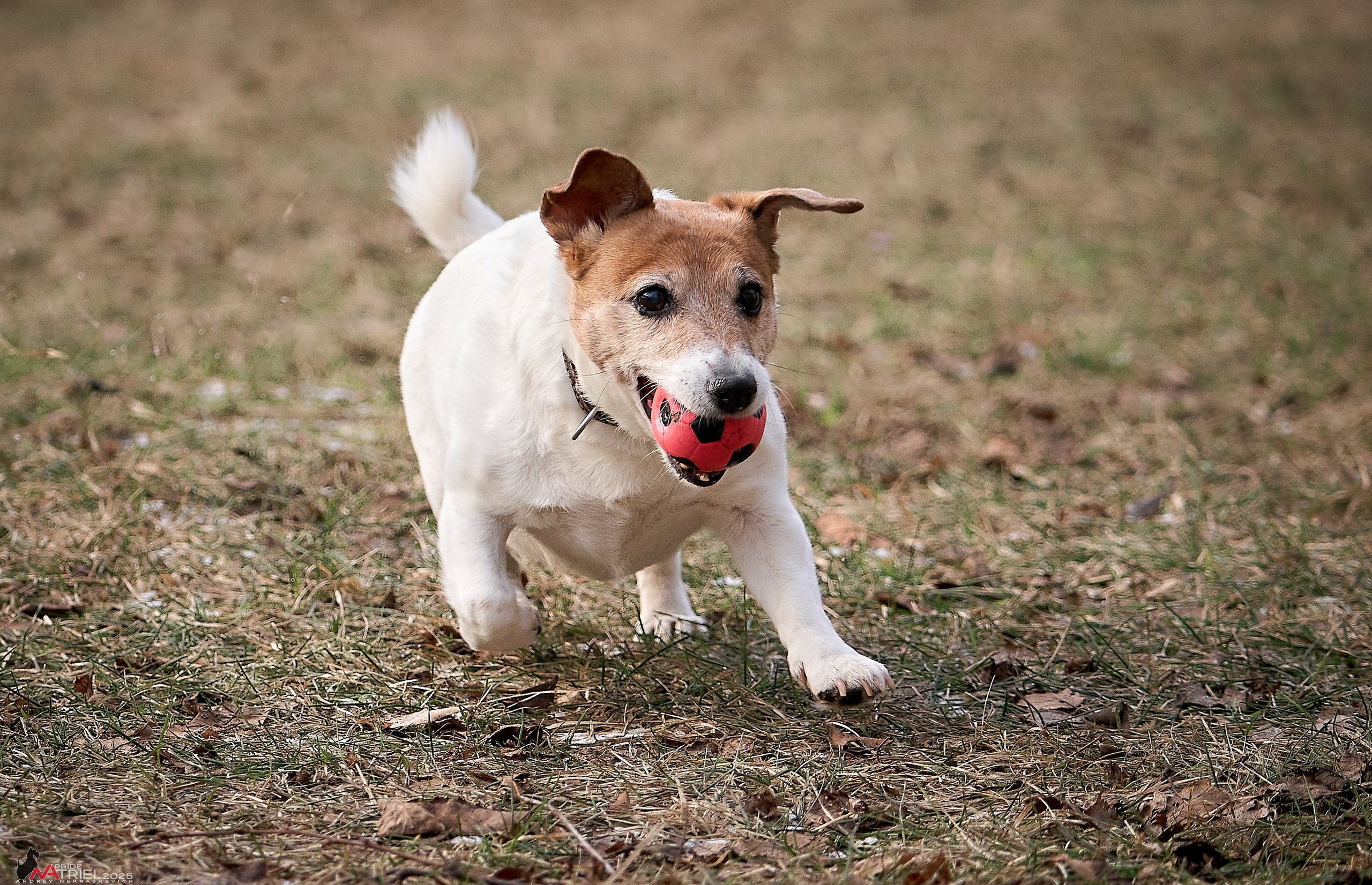 Фотопрогулка "вокруг дома"