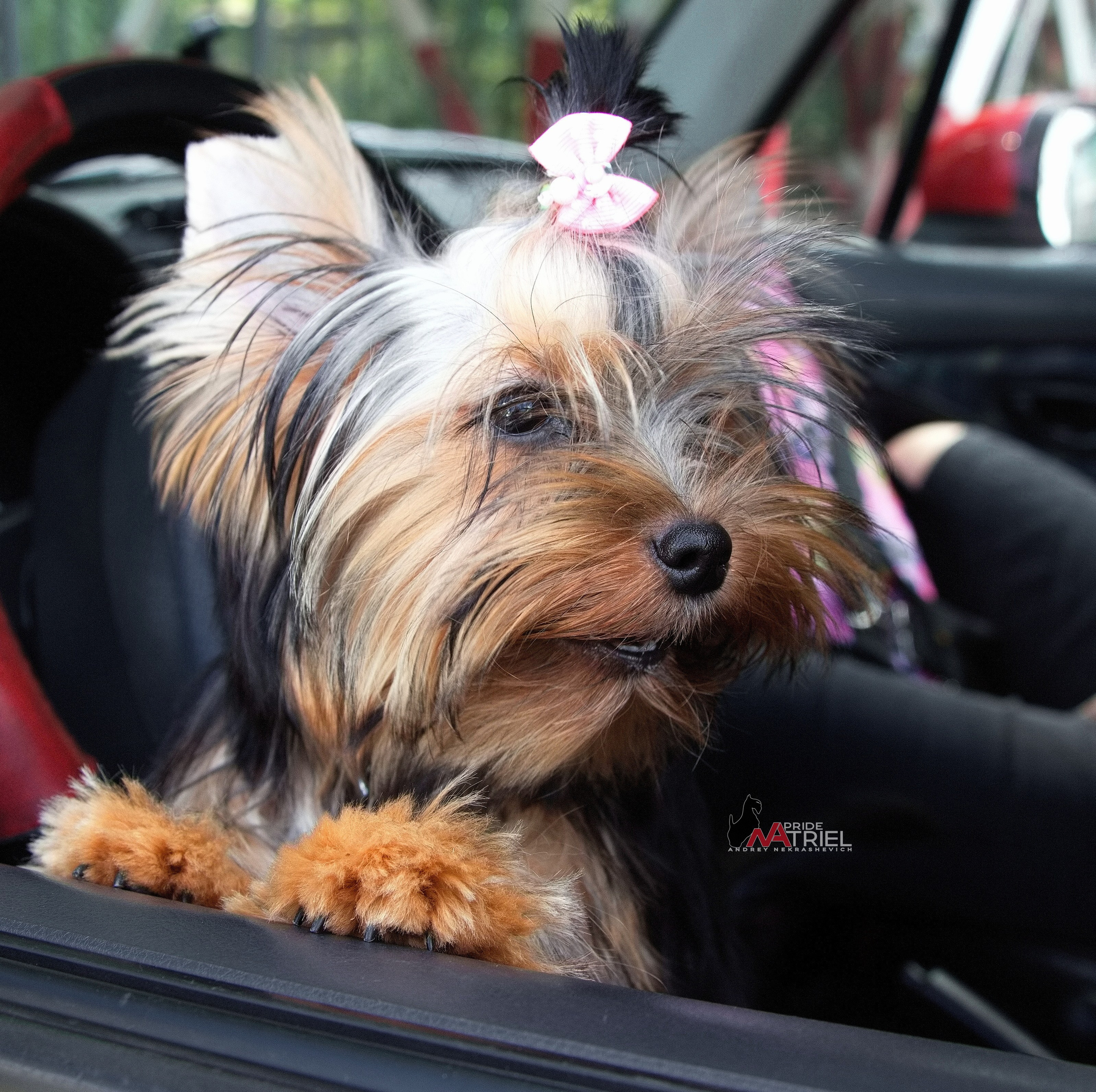 Йоркширский терьер Циля