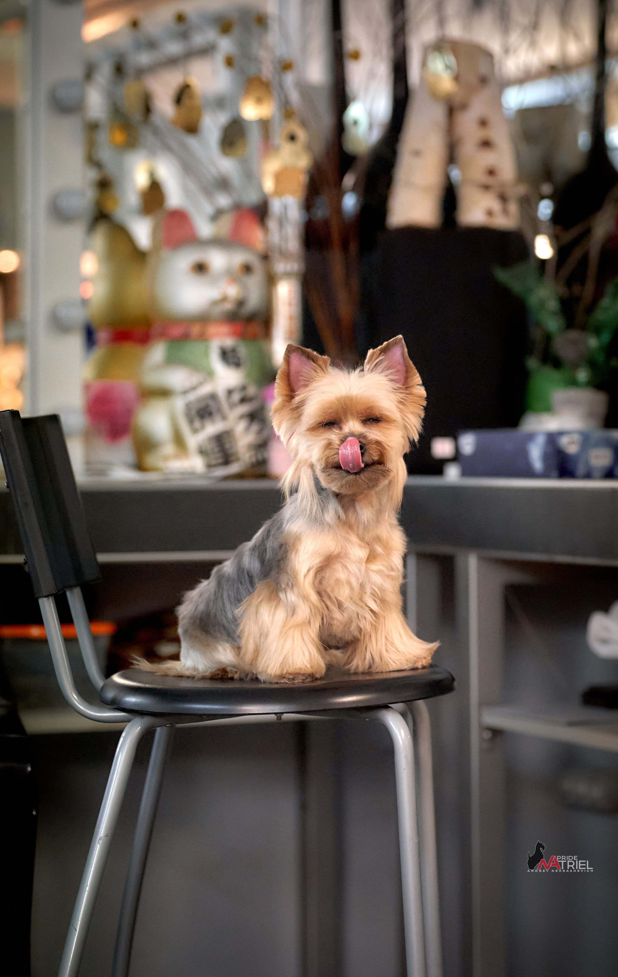 Йоркширский терьер Циля