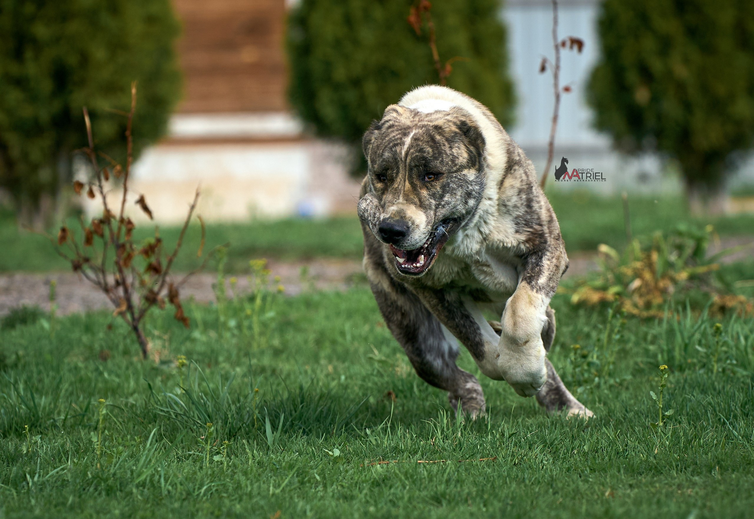 Среднеазиаты — щенки и взрослые