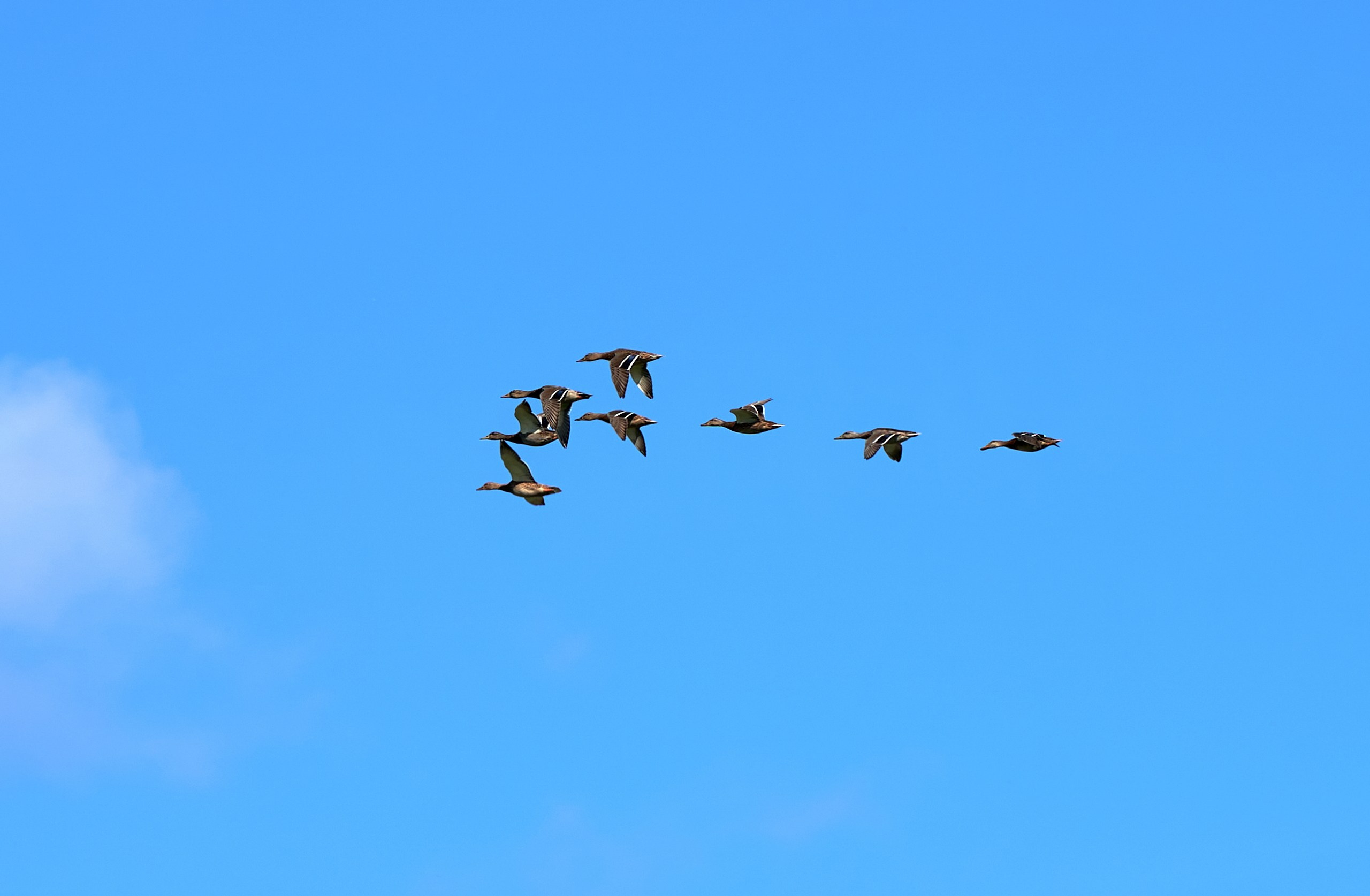 Фото птиц — галерея NATRIEL