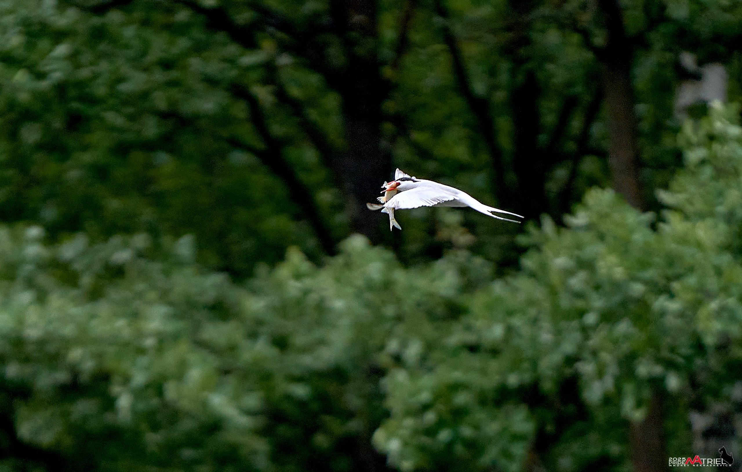 Съемка в парке на воде