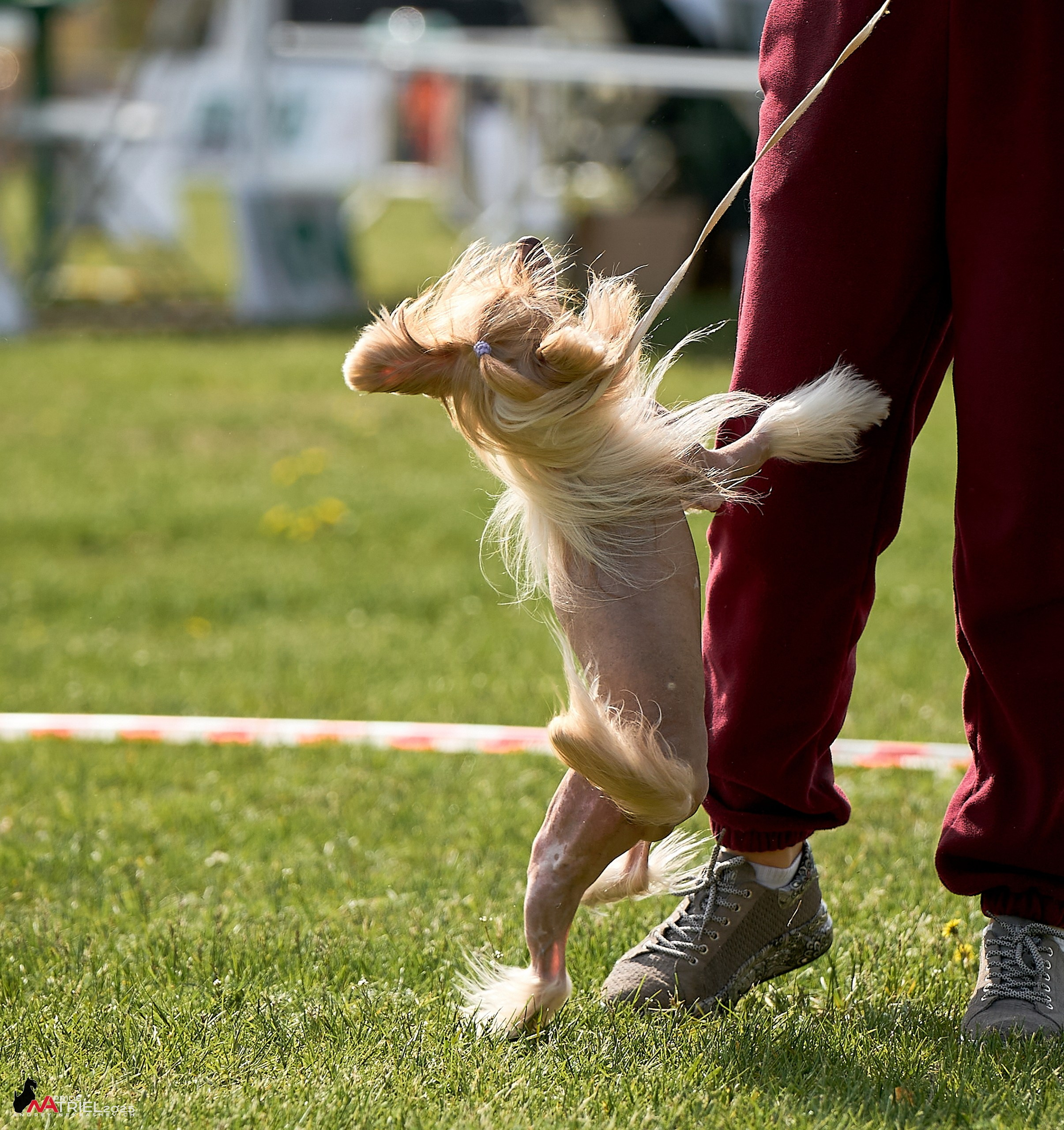 Выставка собак Суздаль-Владимир