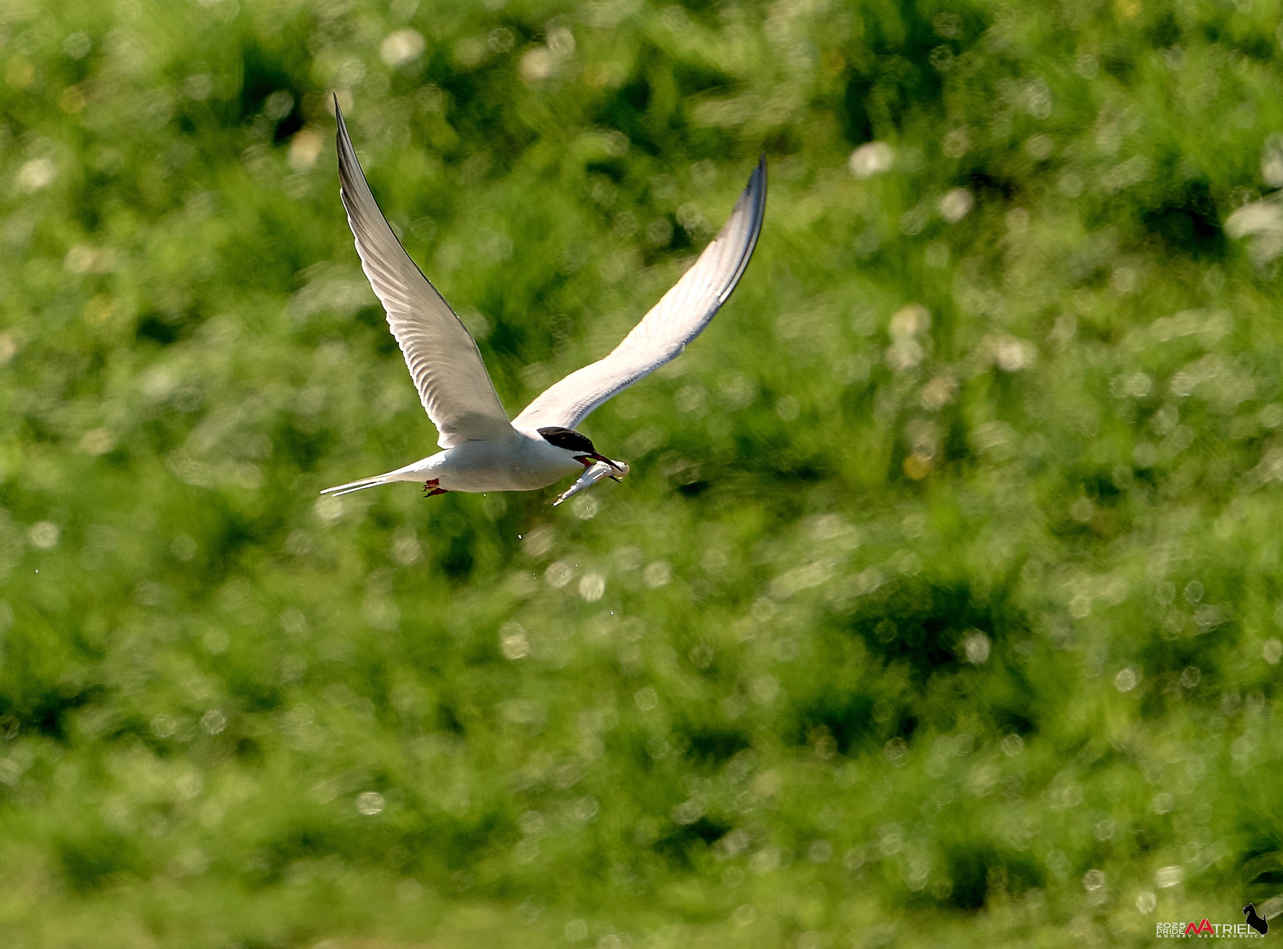 Птички и цветочки