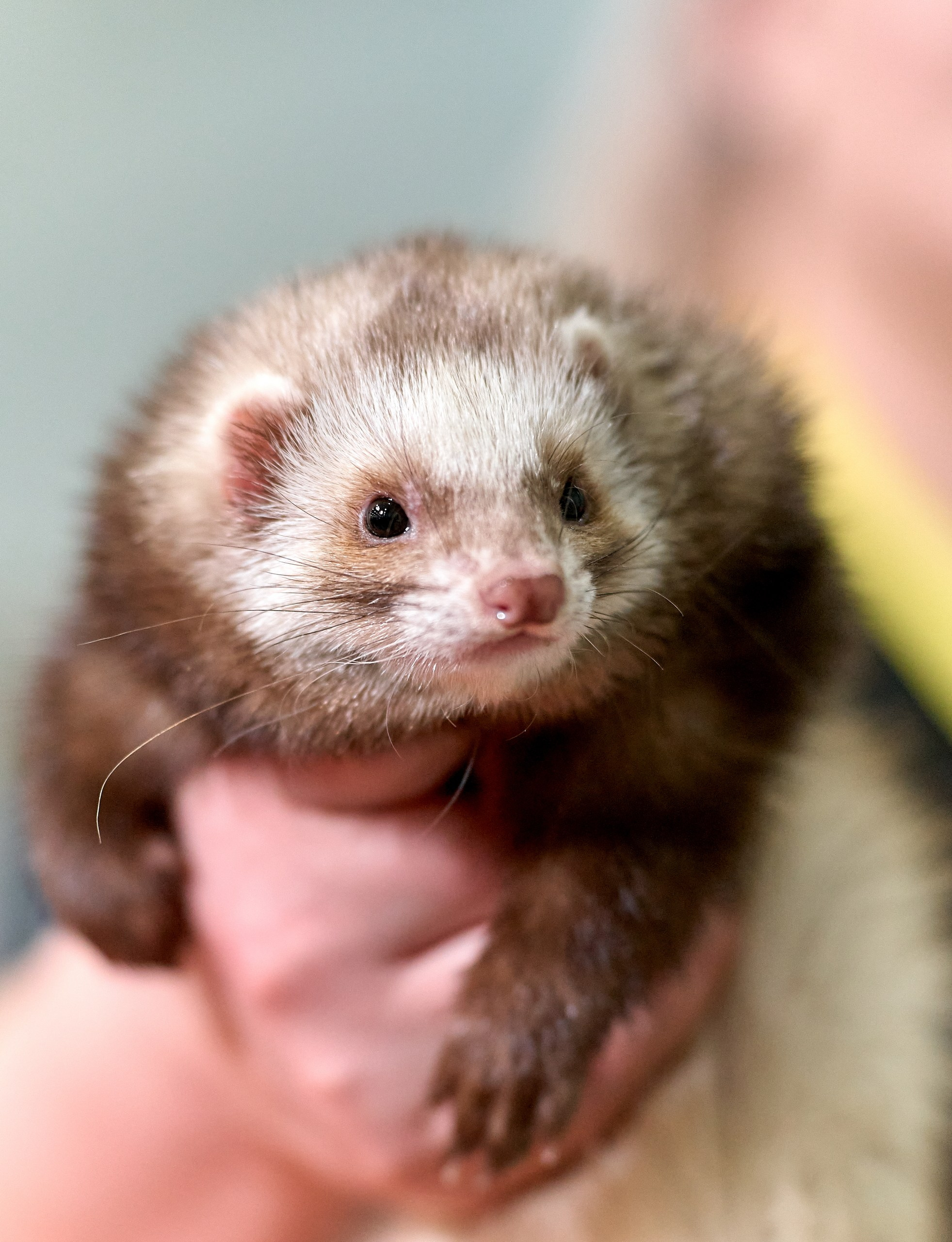 Животные — галерея NATRIEL