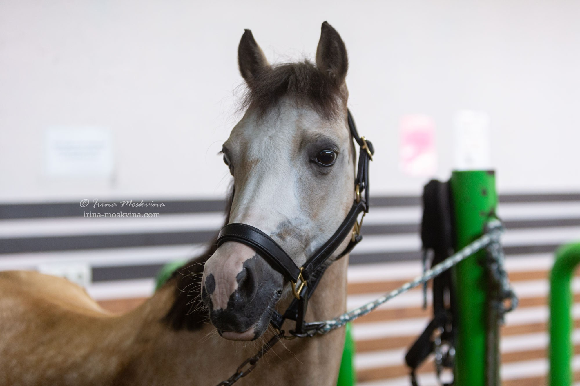 КСК «Алмазово» | Московская область | июль 2024. Ирина Москвина | фотограф | Москва
