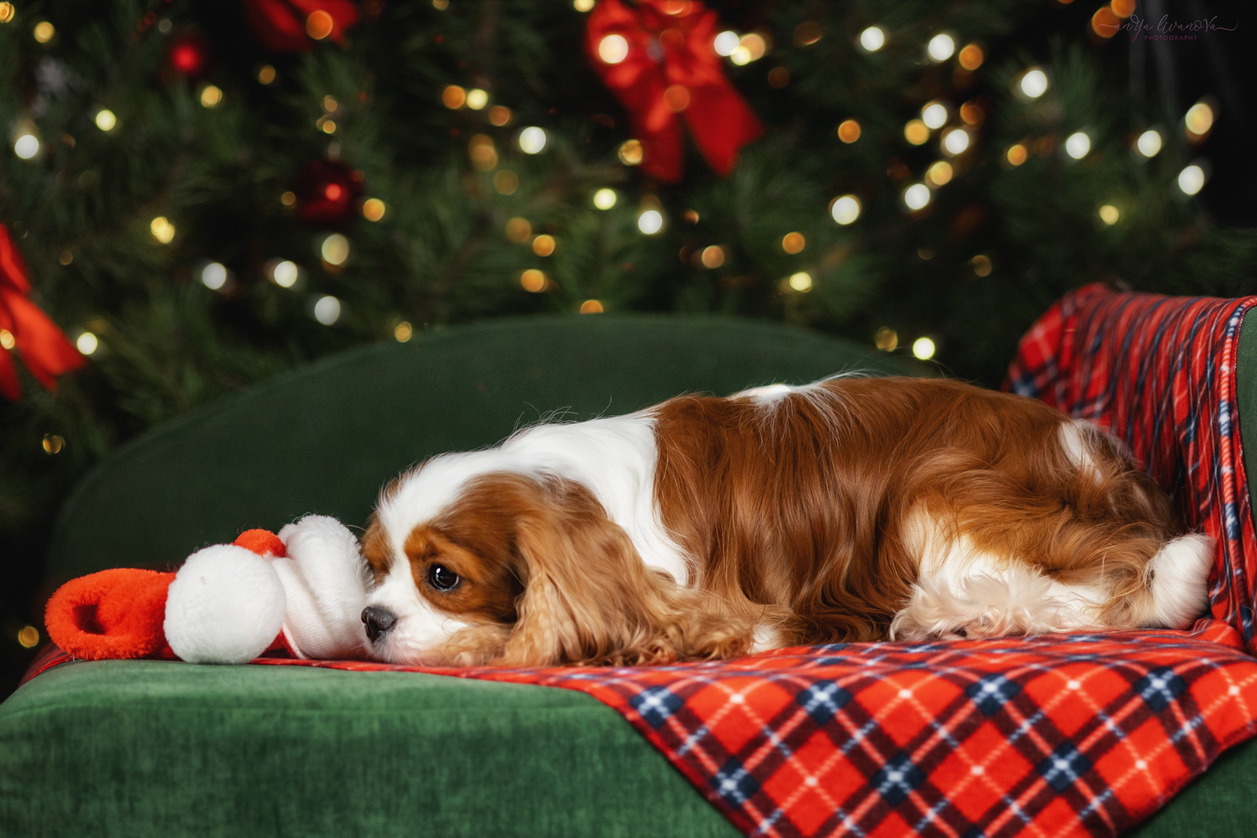 Новогодняя атмосфера в «Simply the Best». Фотограф анималист Аня Ливанова | Рыбинск