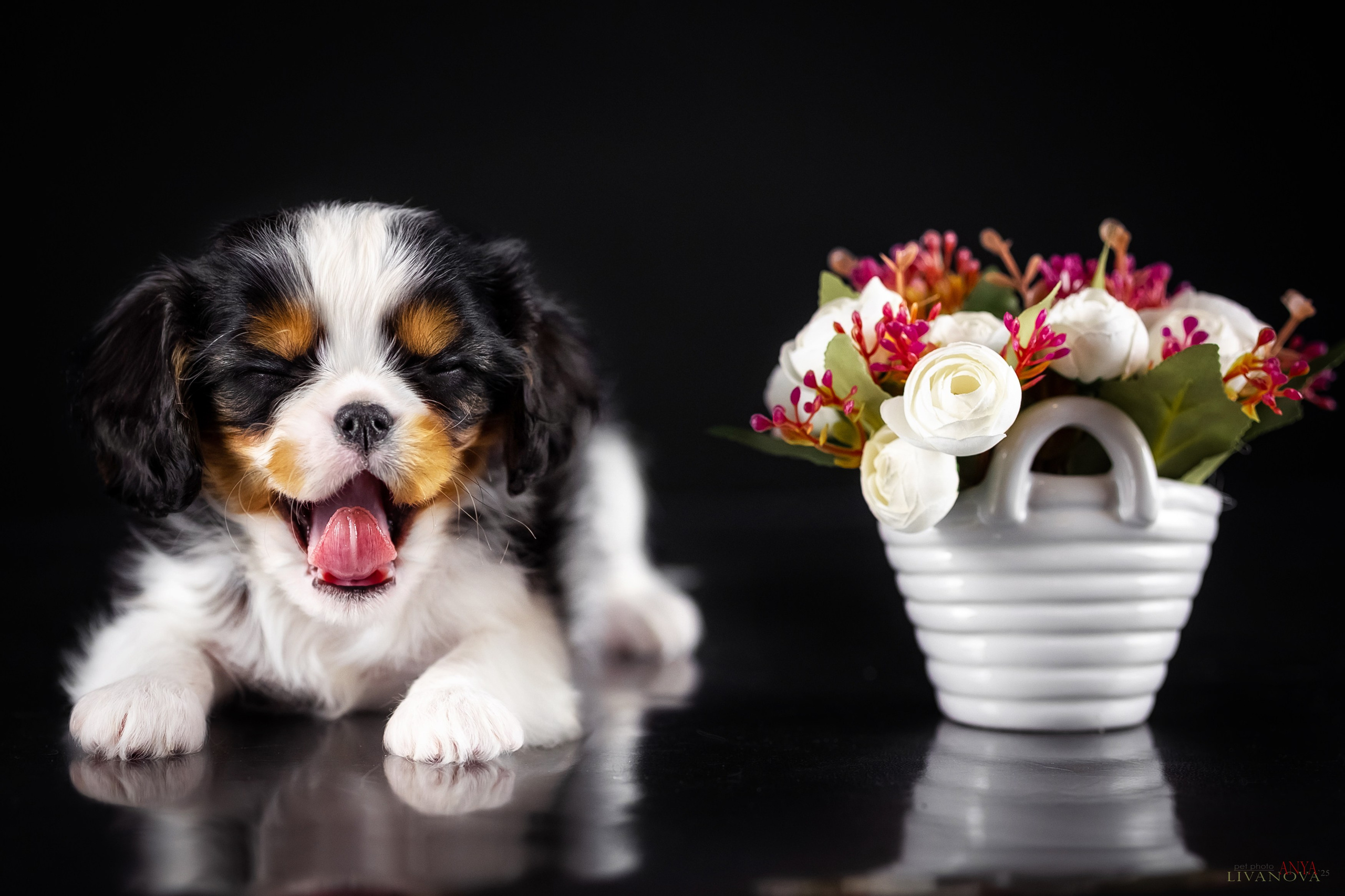 Кавалерчики. Фотограф анималист Аня Ливанова | Рыбинск