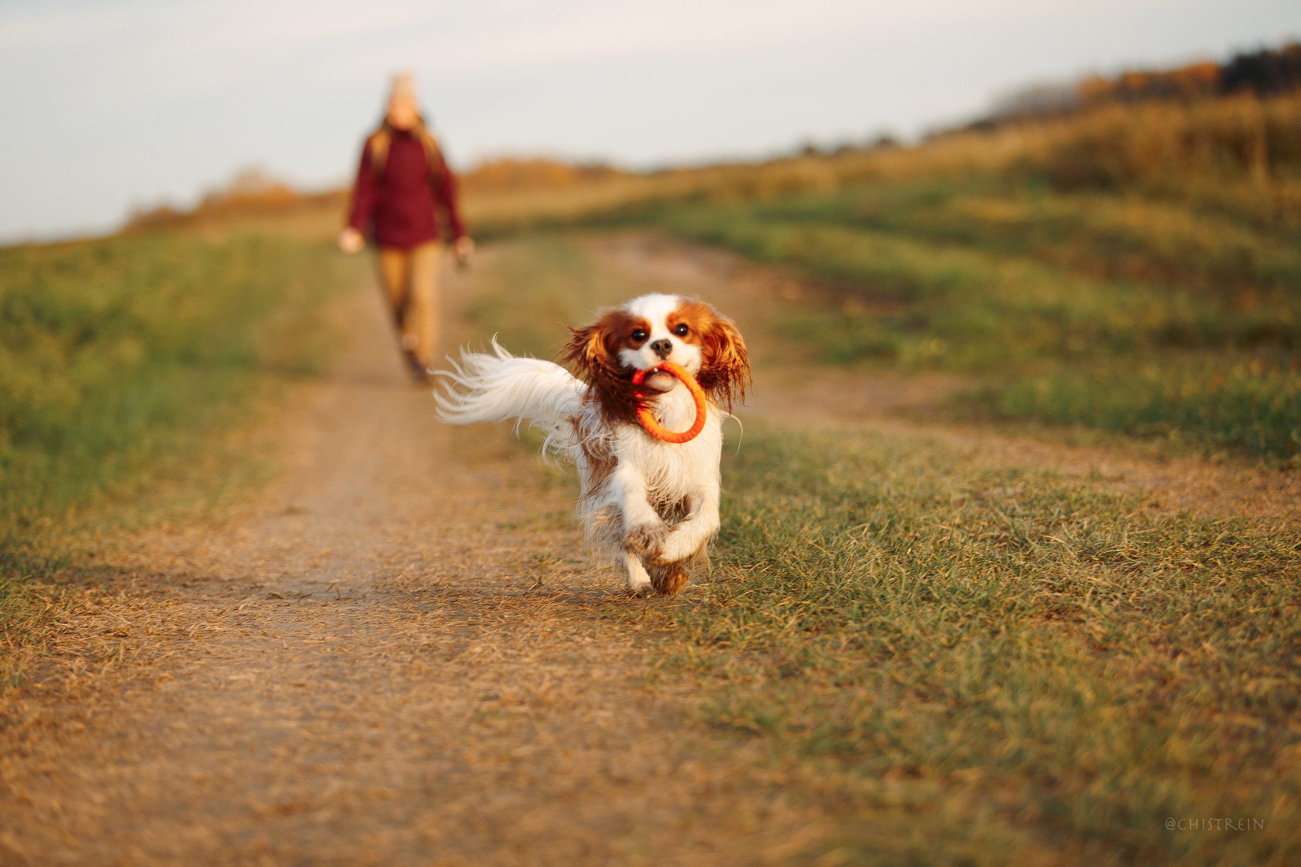 Октябрьский закат в полях. Алина и Лео. Фотограф-анималист Наталия Чистюхина в г. Сосновый Бор и ЛО